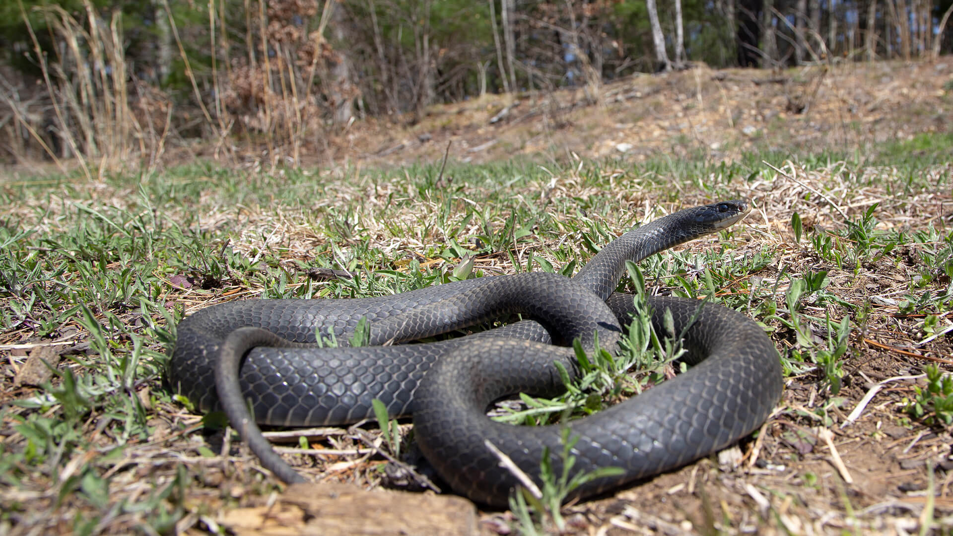 Northern Black Racer