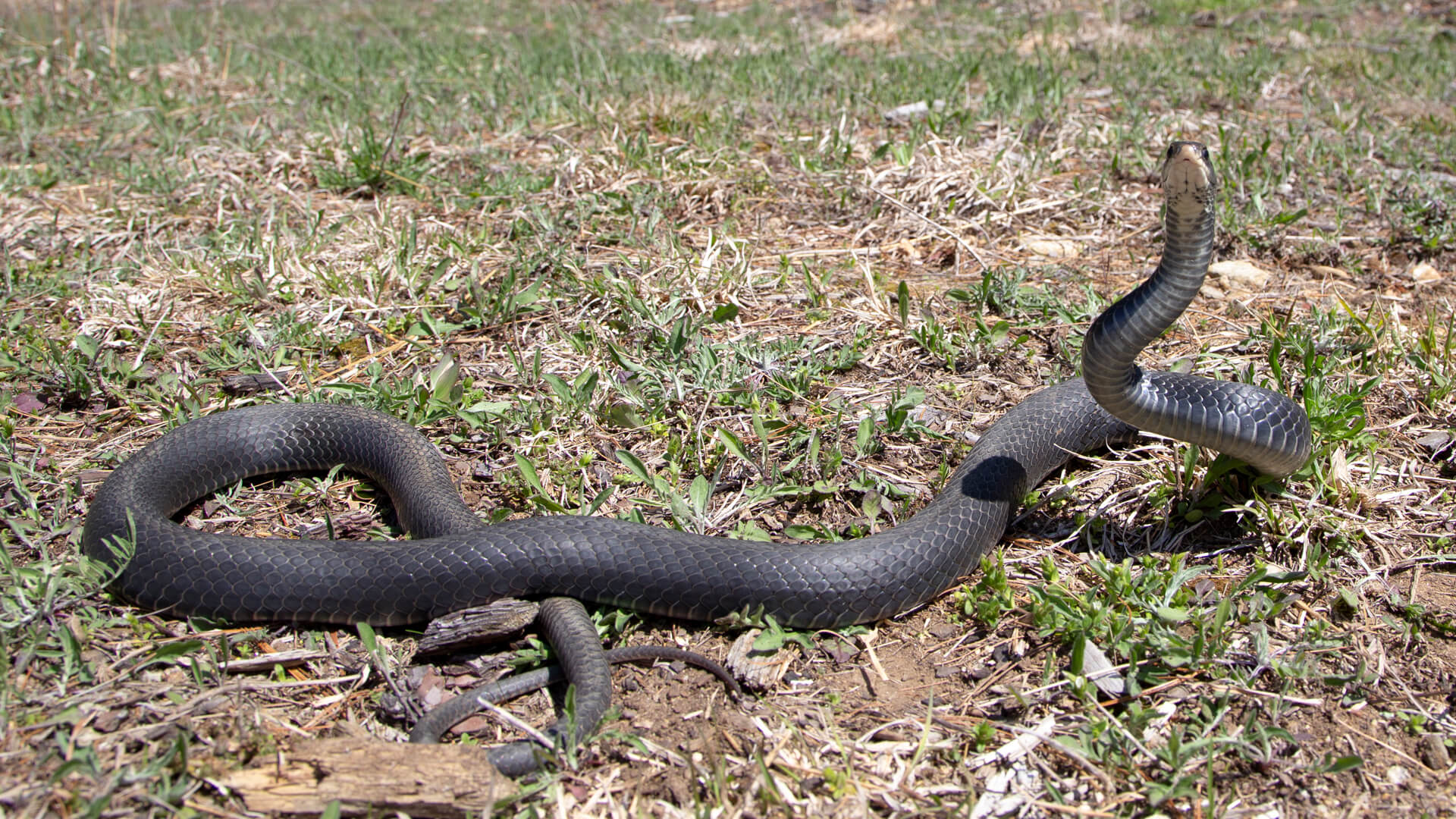Northern Black Racer