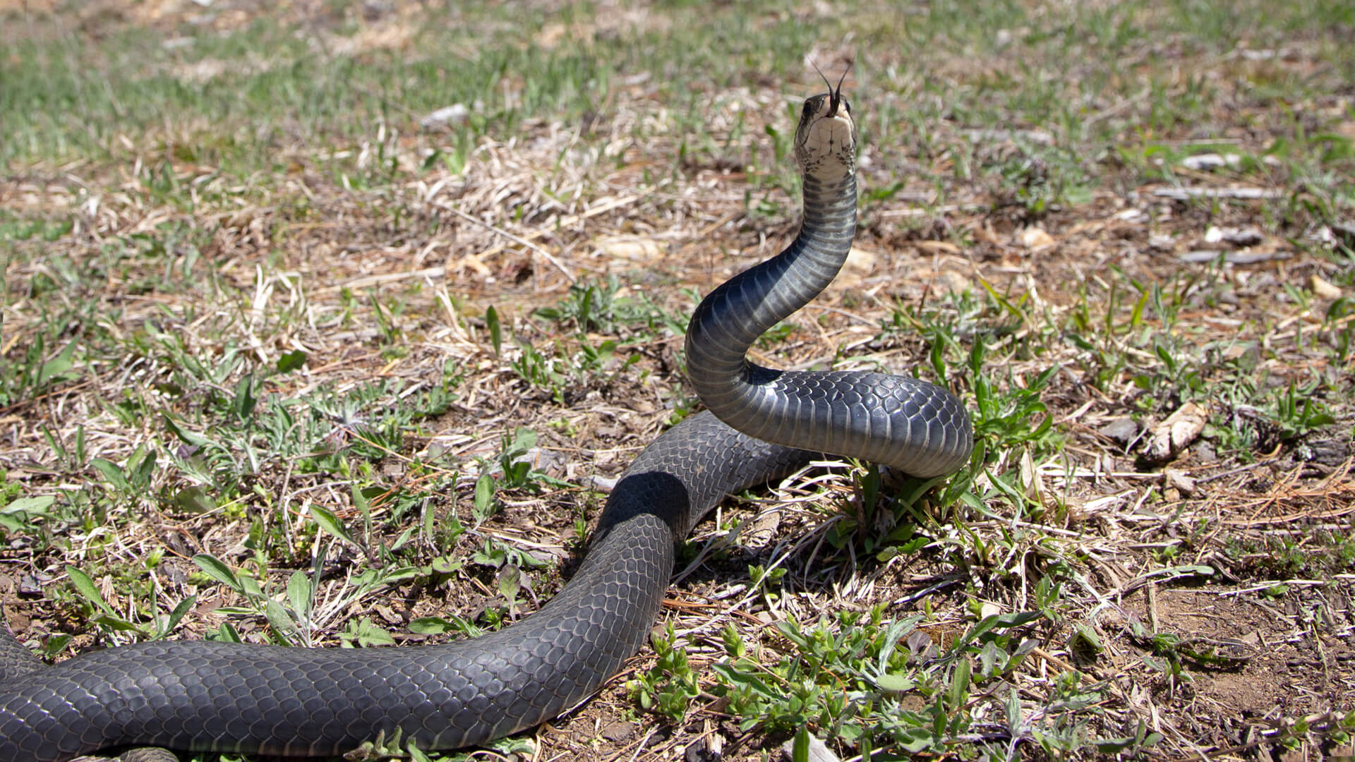 Northern Black Racer