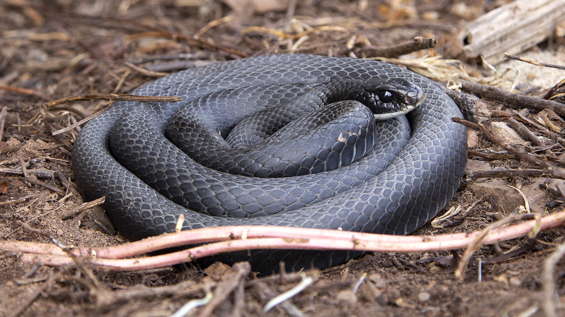 Northern Black Racer