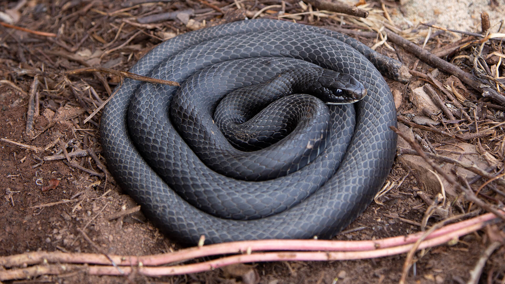 Northern Black Racer