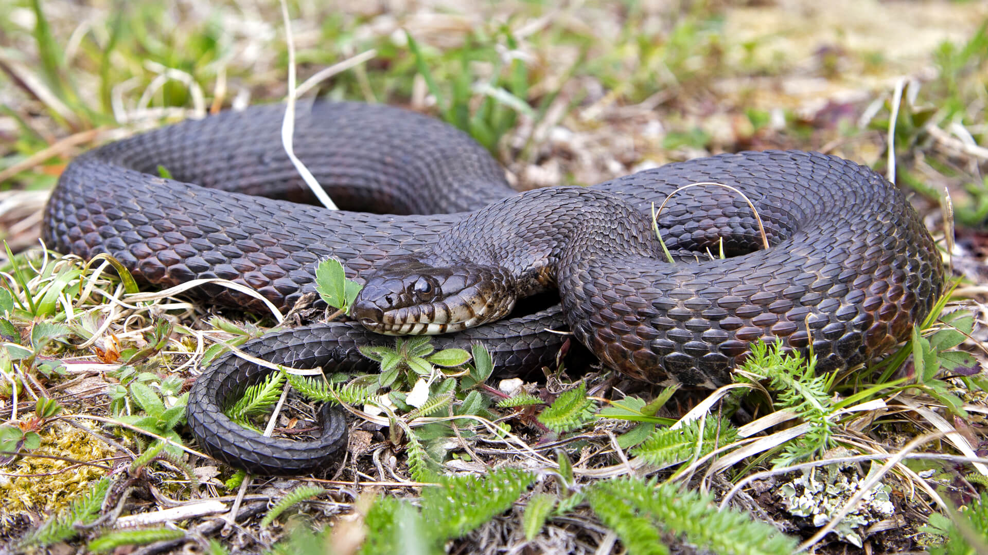 Northern Water Snake
