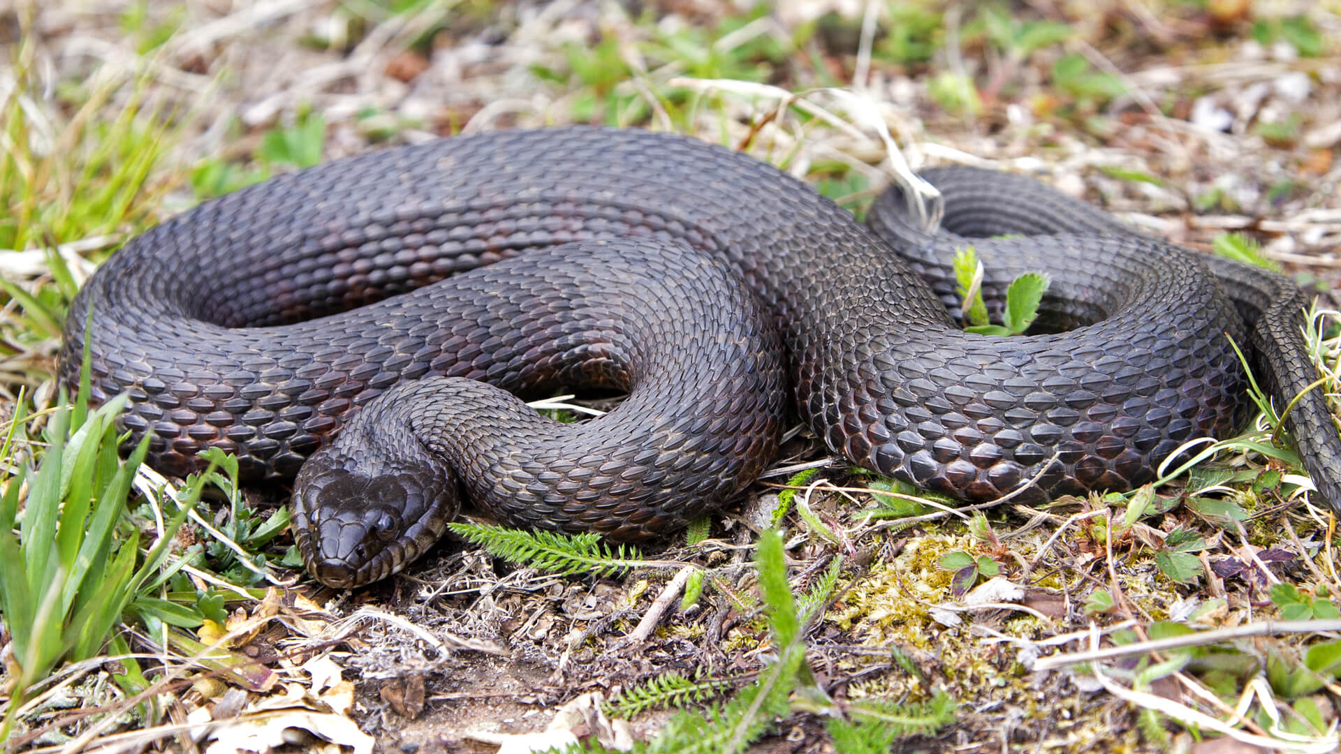 Northern Water Snake
