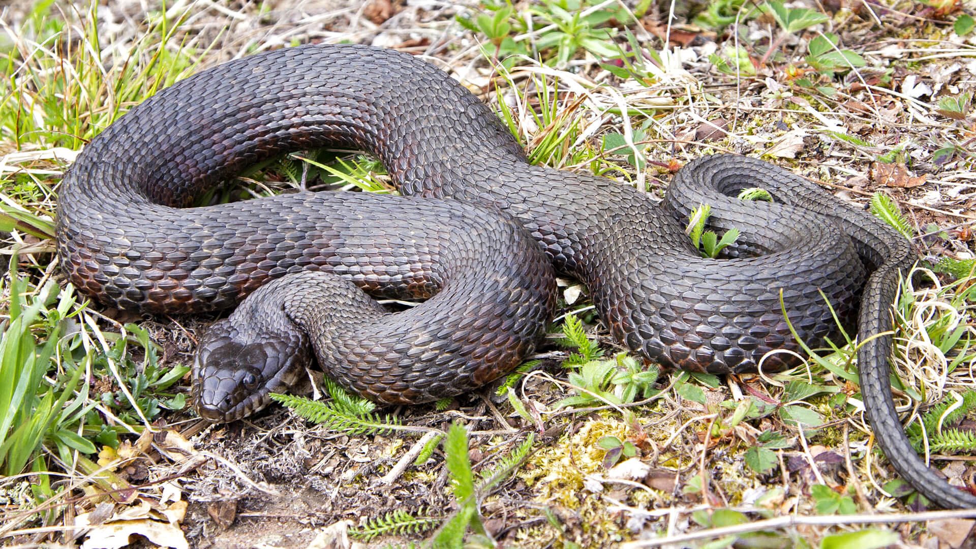 Northern Water Snake