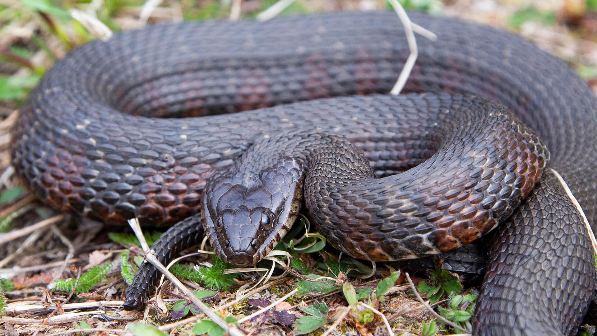 Northern Water Snake