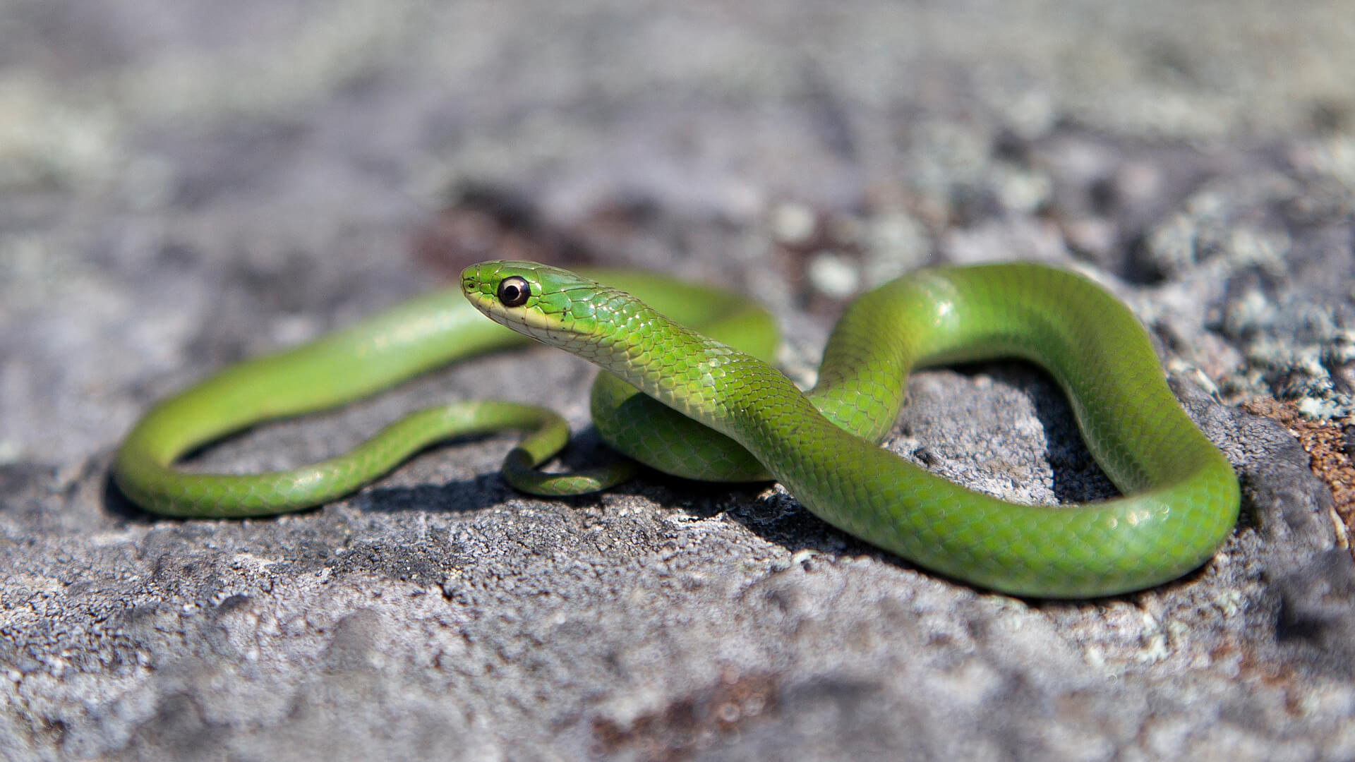 Smooth Green Snake