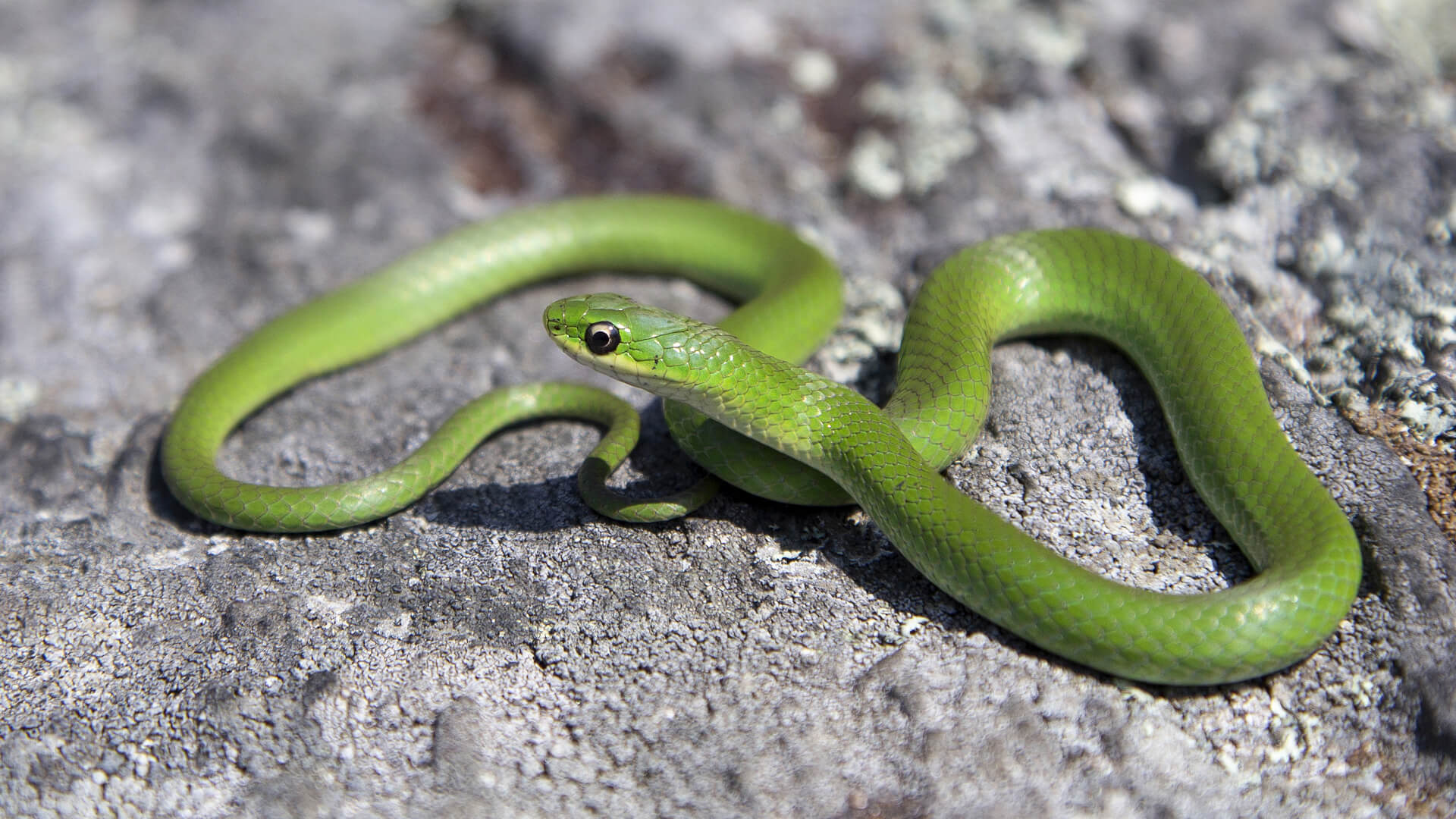 Smooth Green Snake