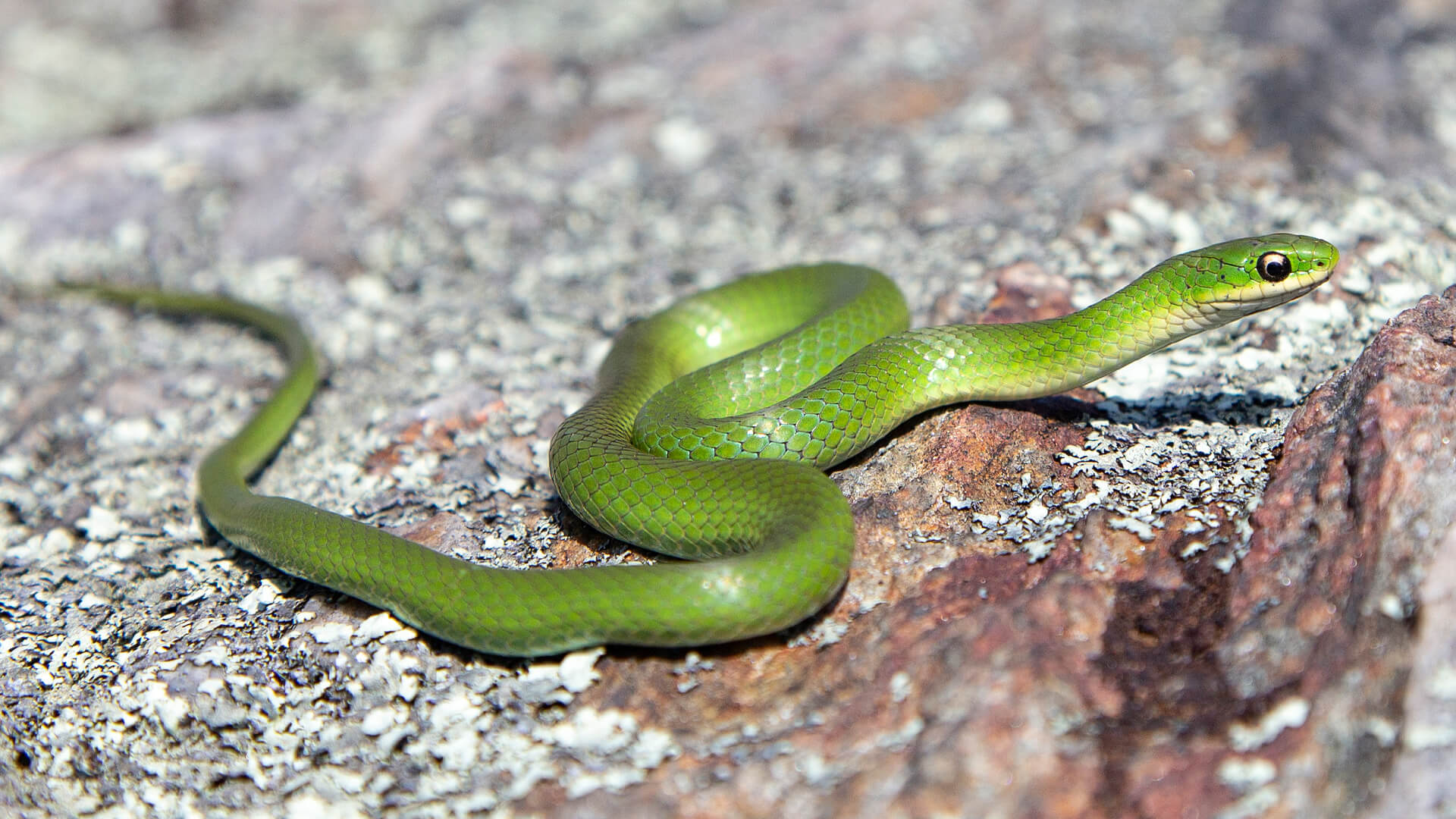 Smooth Green Snake