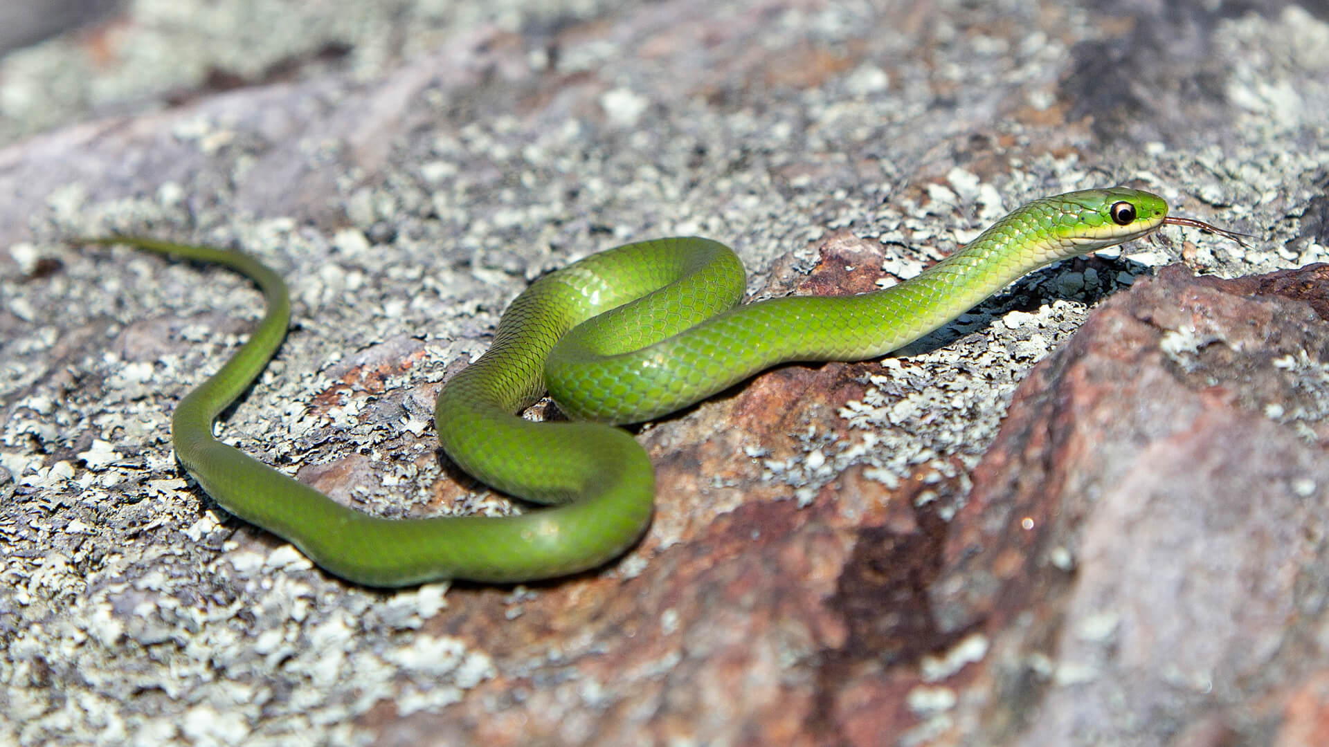 Smooth Green Snake