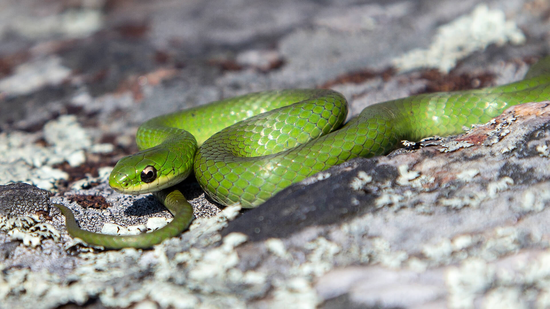 Smooth Green Snake