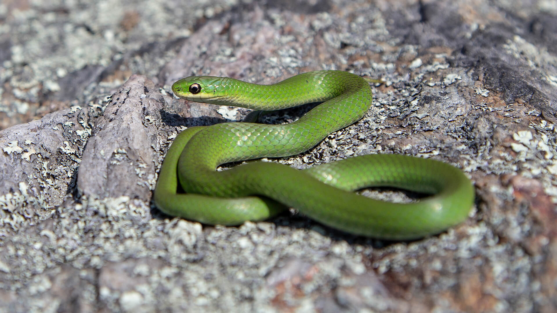 Smooth Green Snake