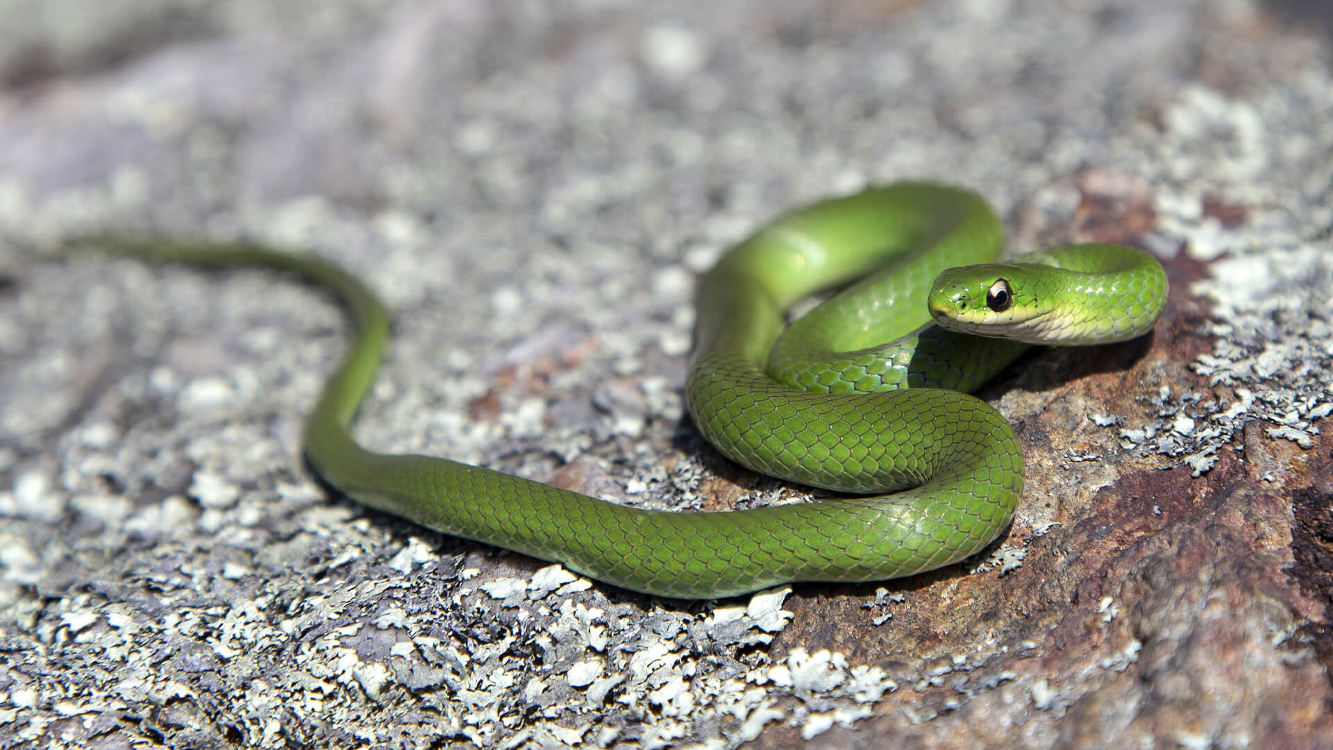 Smooth Green Snake