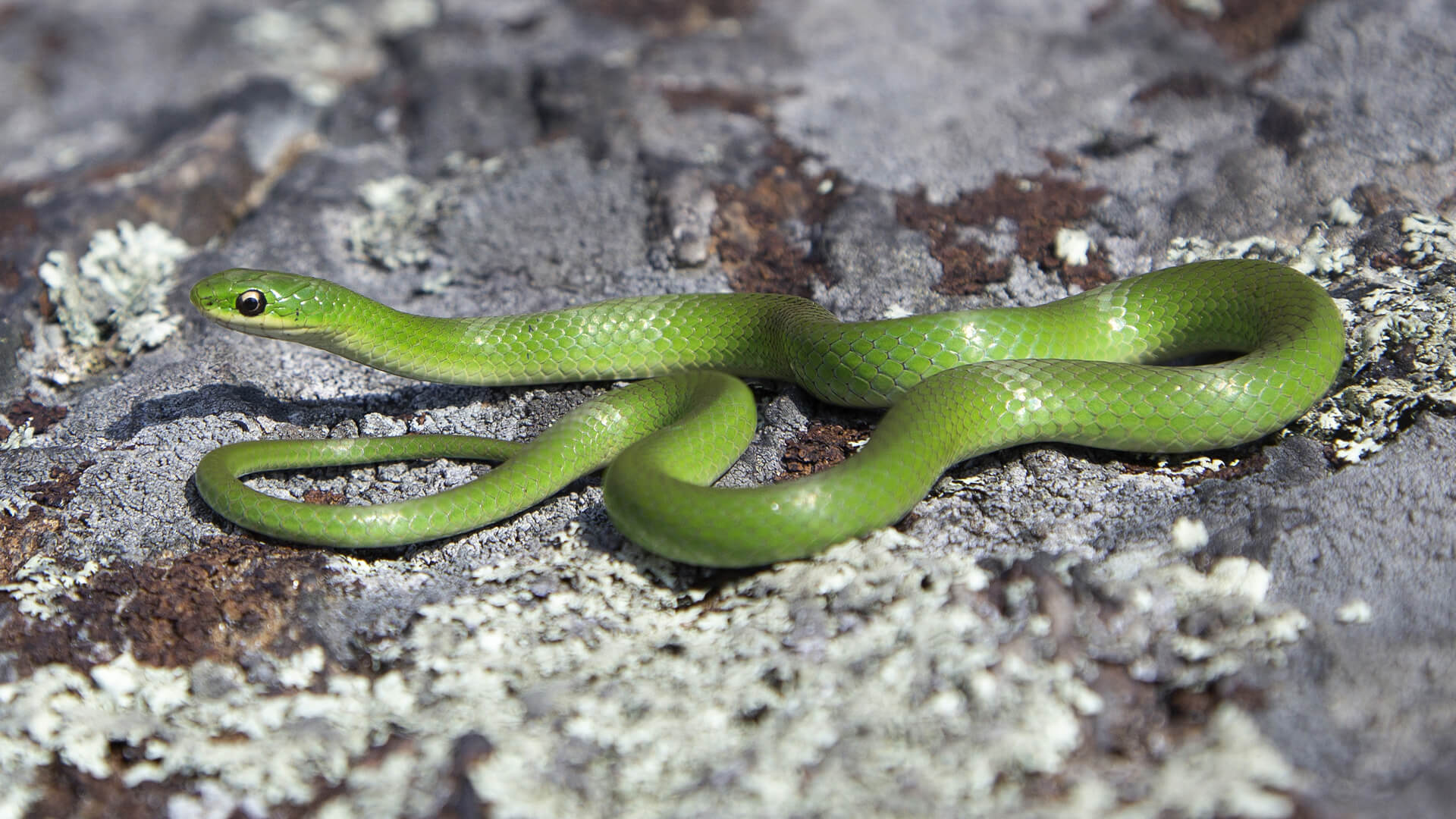 Smooth Green Snake