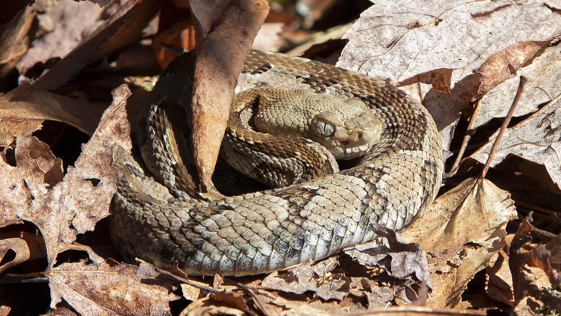 Timber Rattlesnake