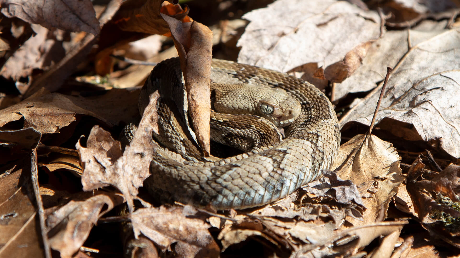 Timber Rattlesnake