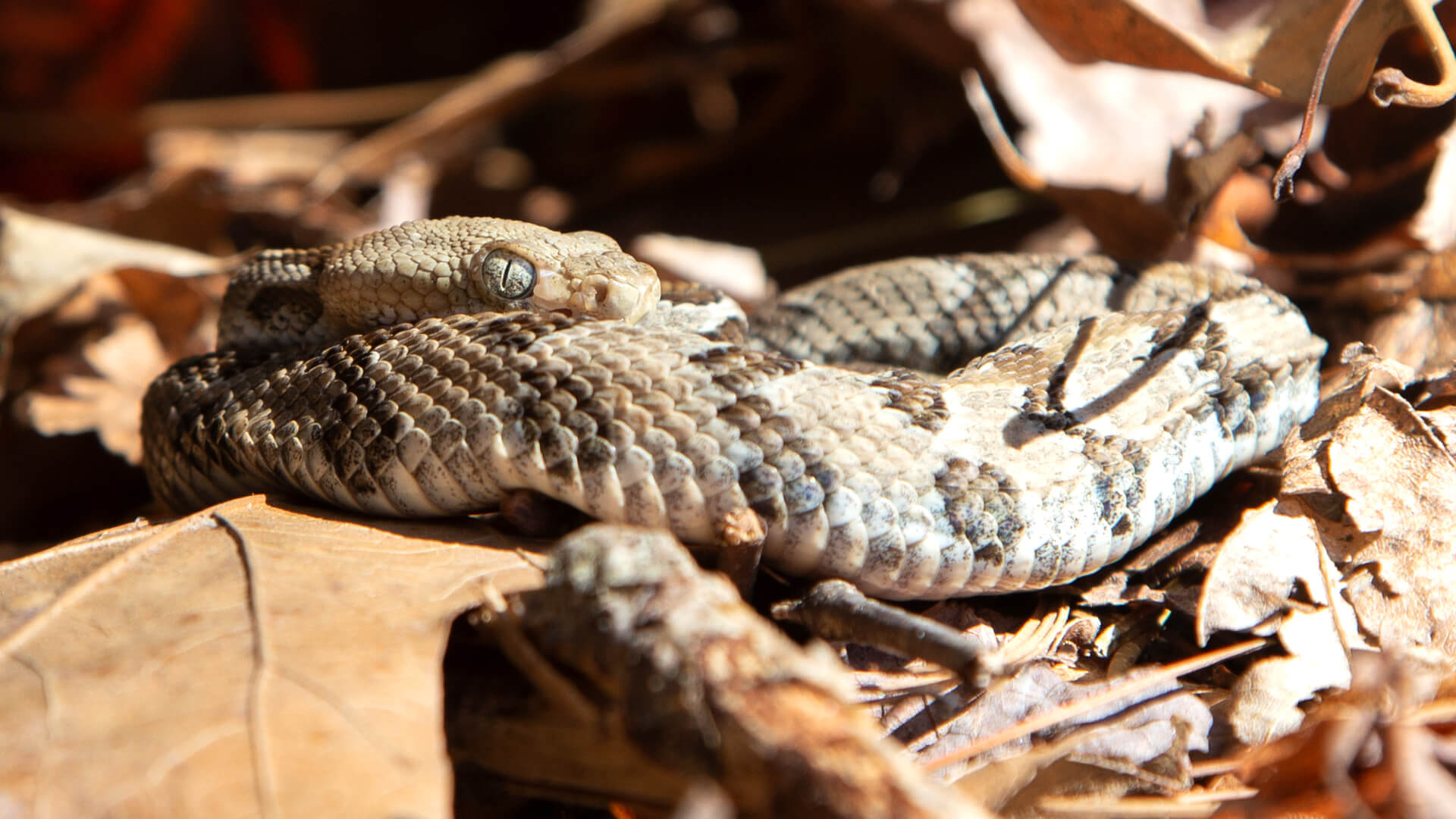 Timber Rattlesnake