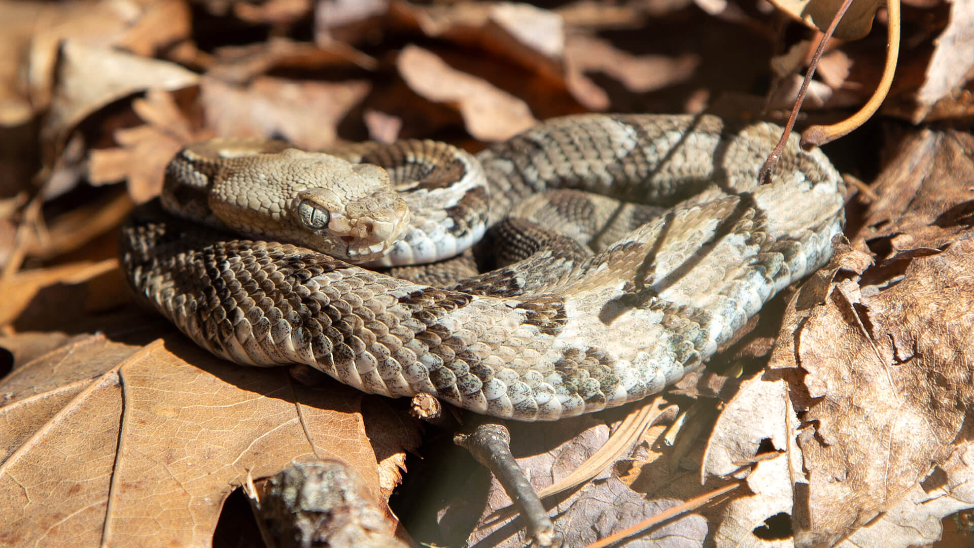 Timber Rattlesnake
