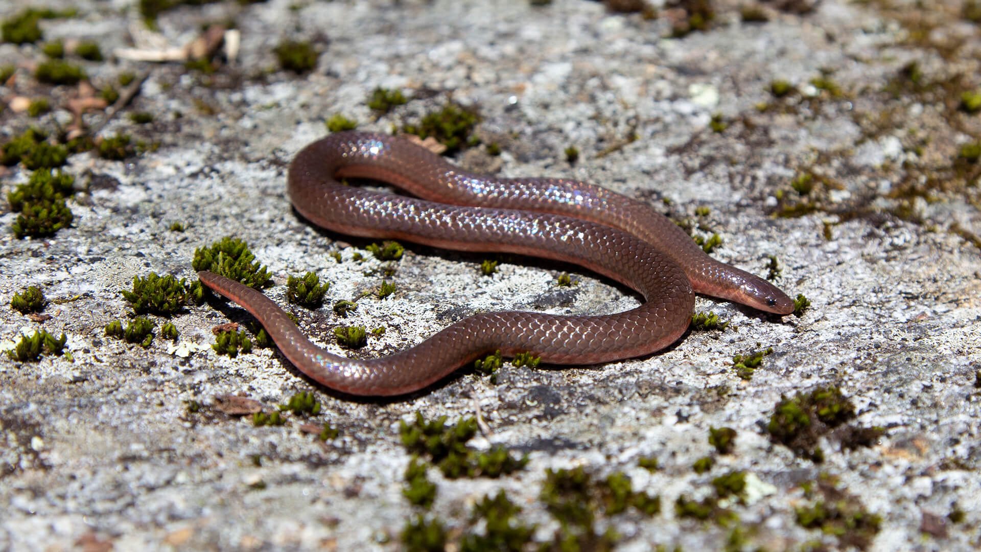 Worm Snake