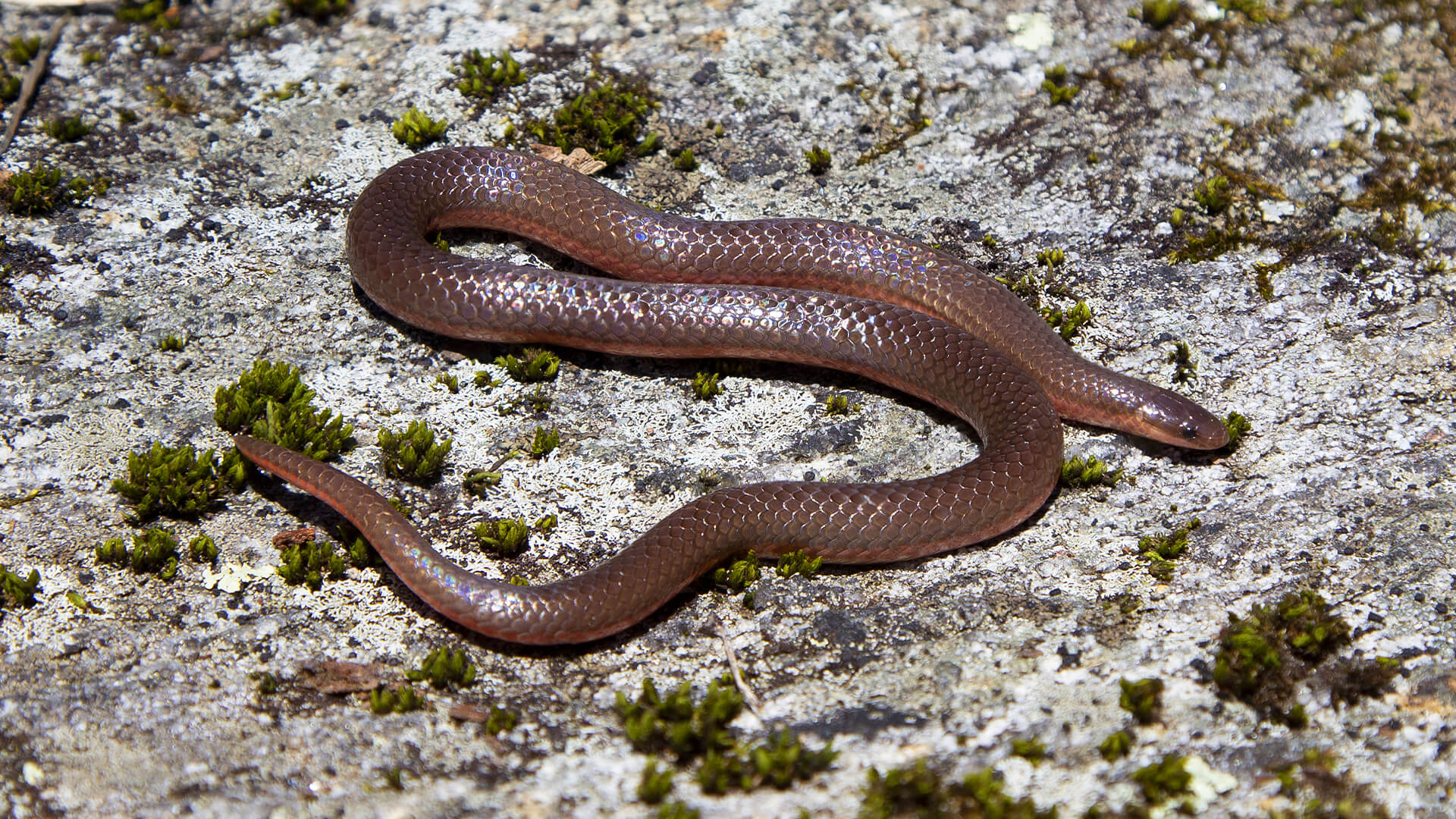 Worm Snake