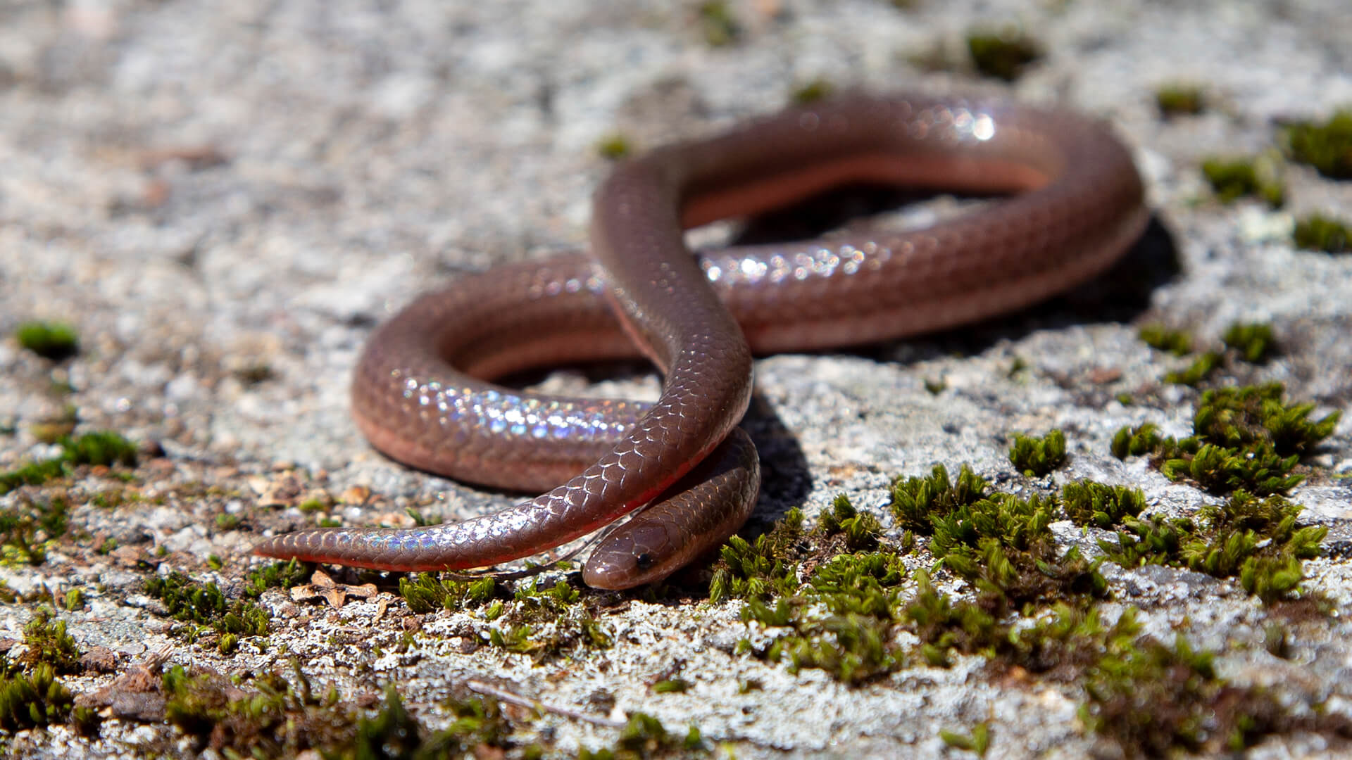 Worm Snake
