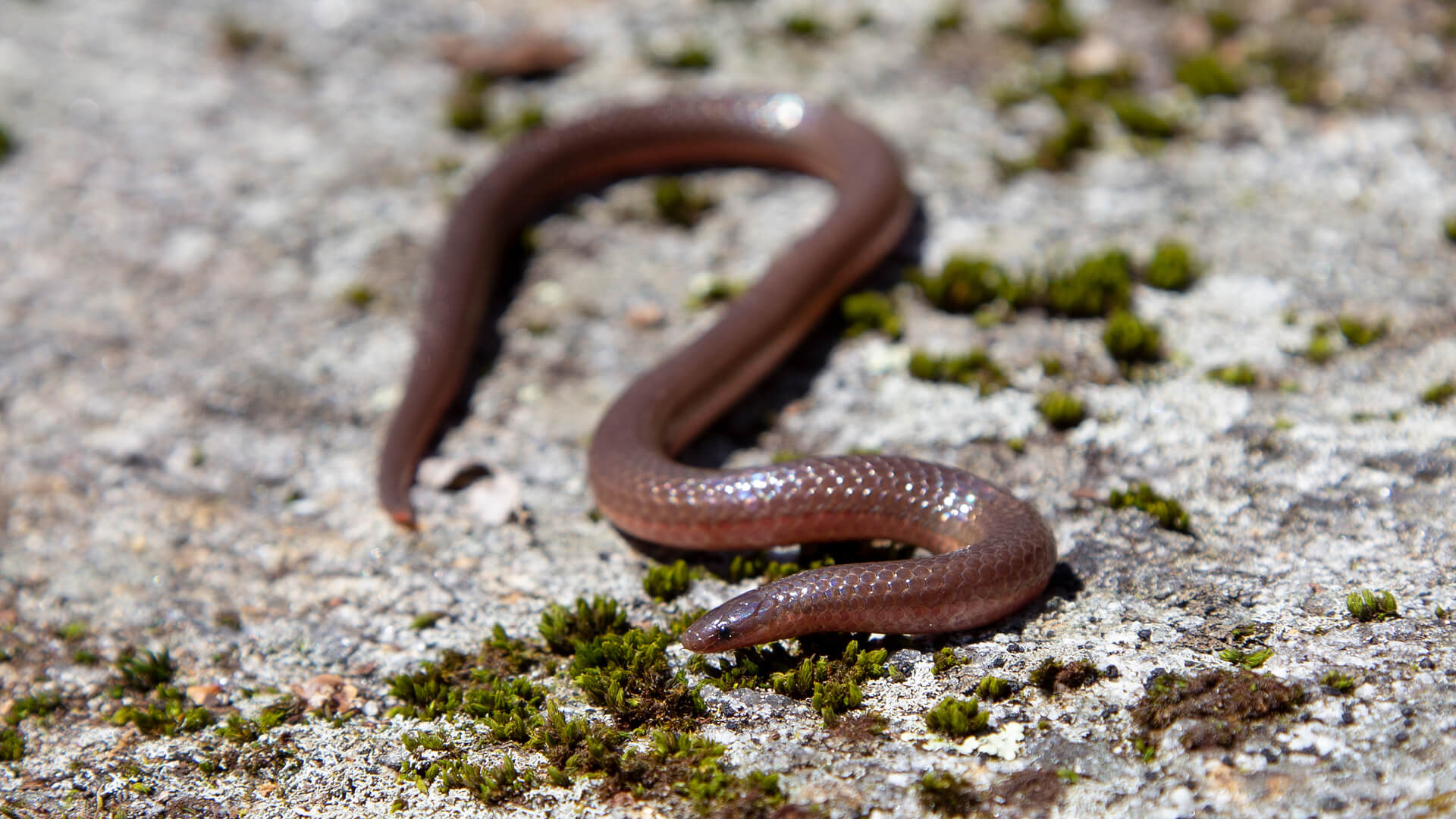 Worm Snake