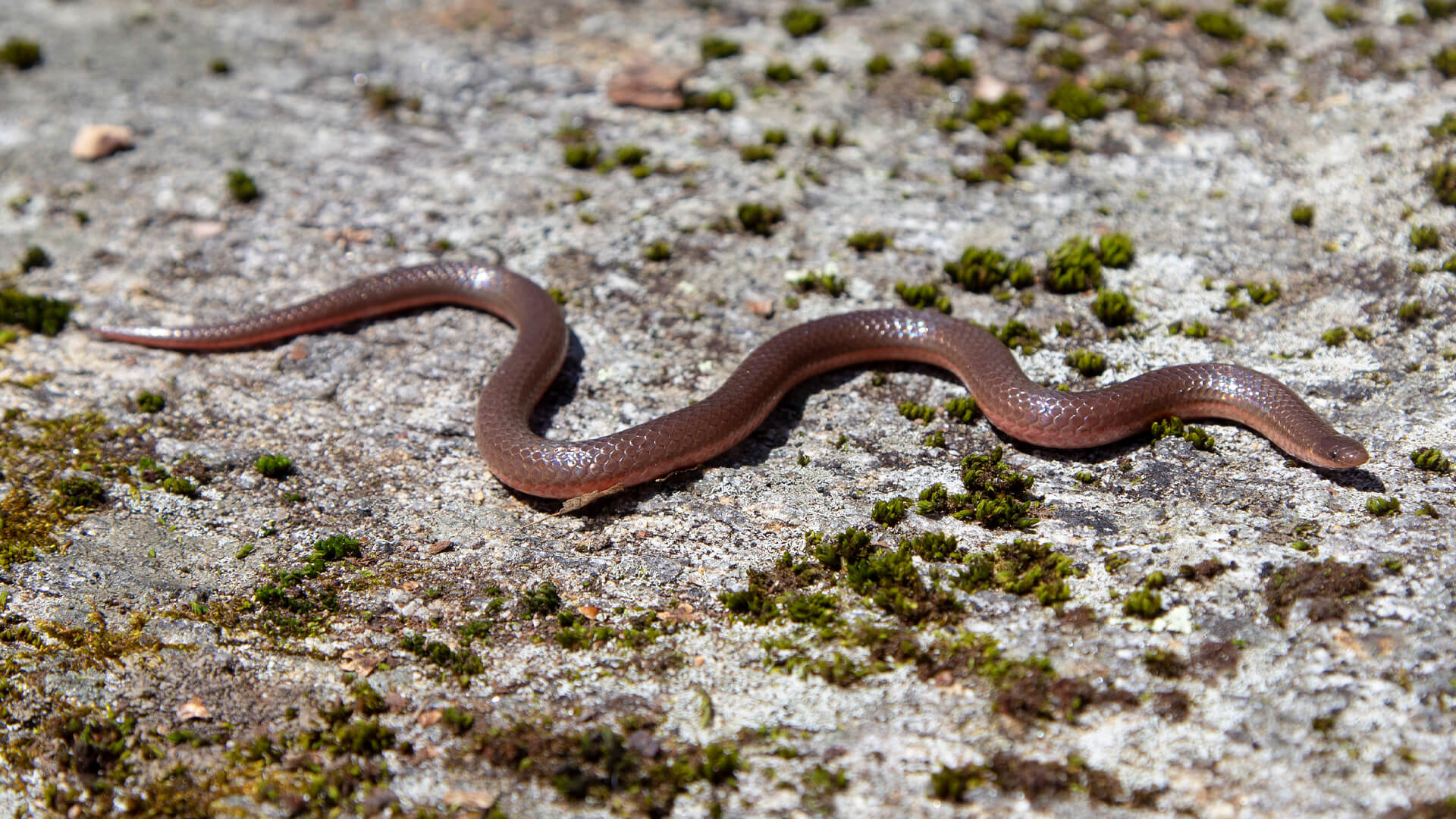 Worm Snake