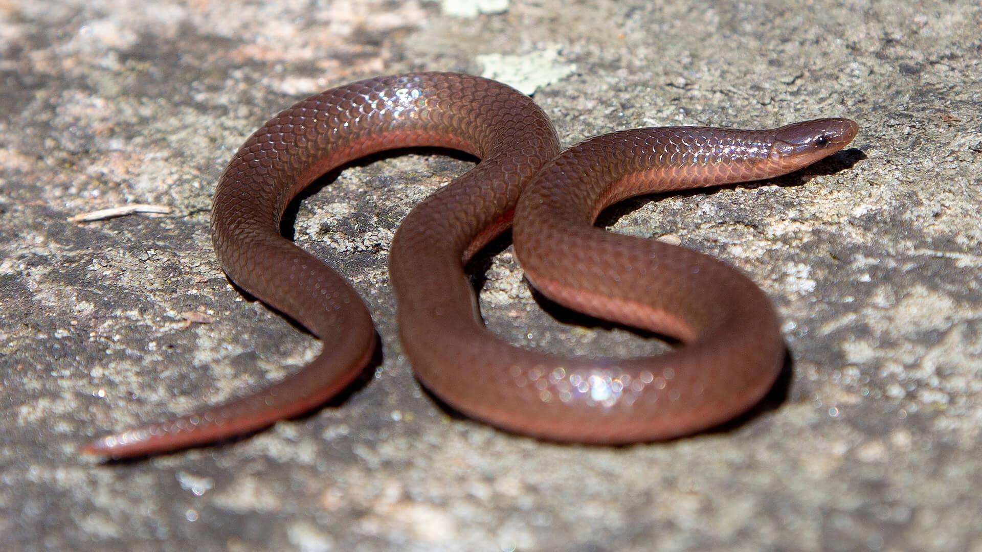 Worm Snake