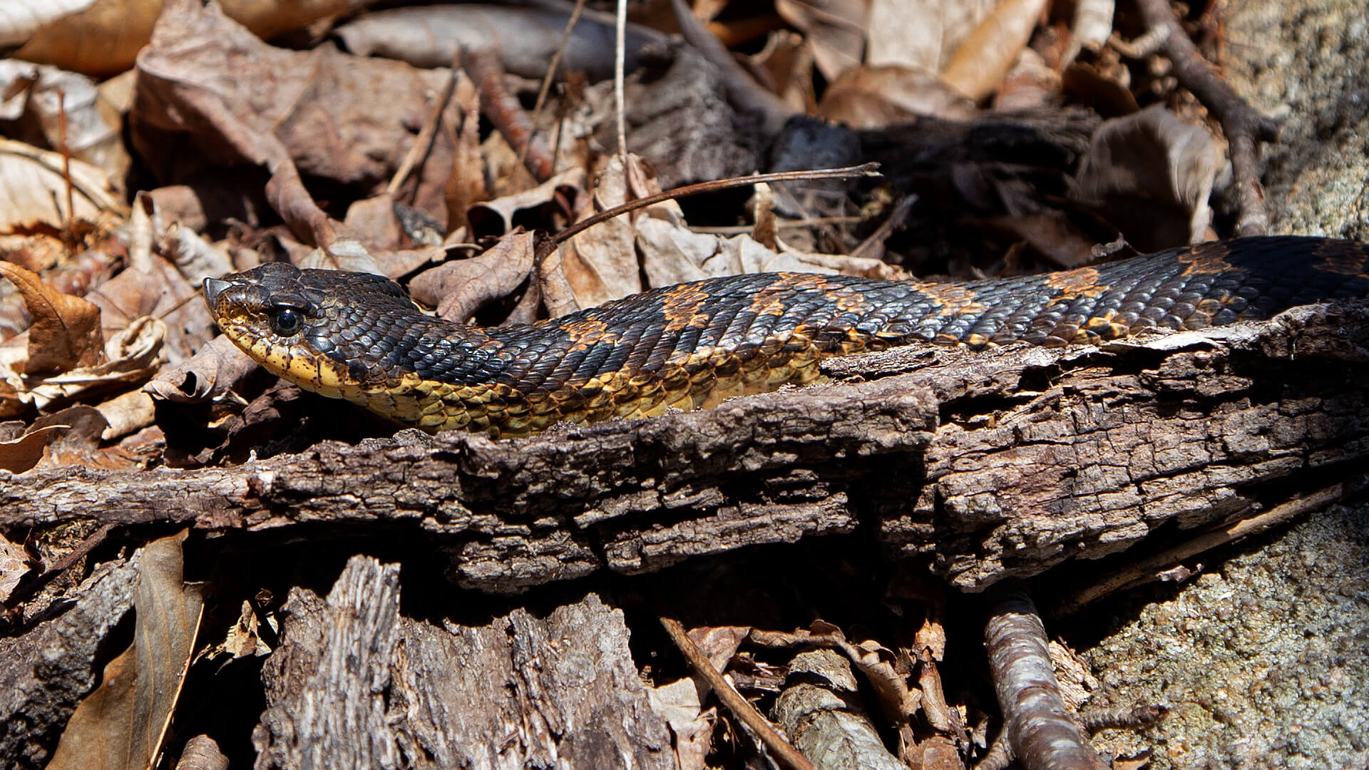 Hognose Snake