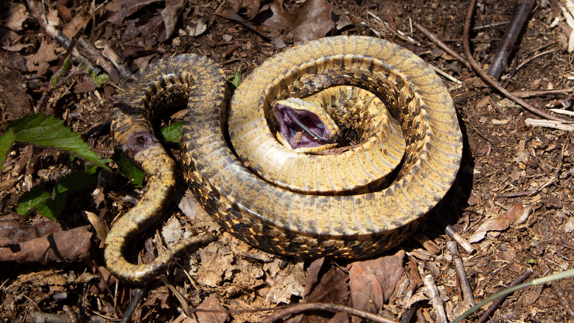 Hognose Snake