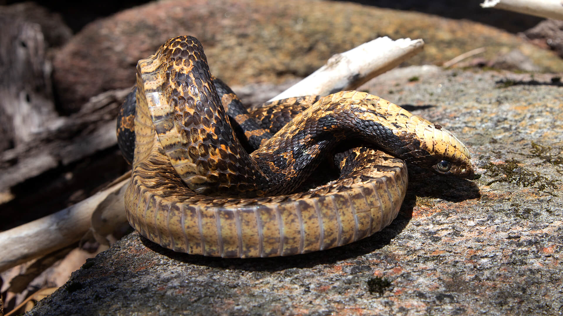 Hognose Snake