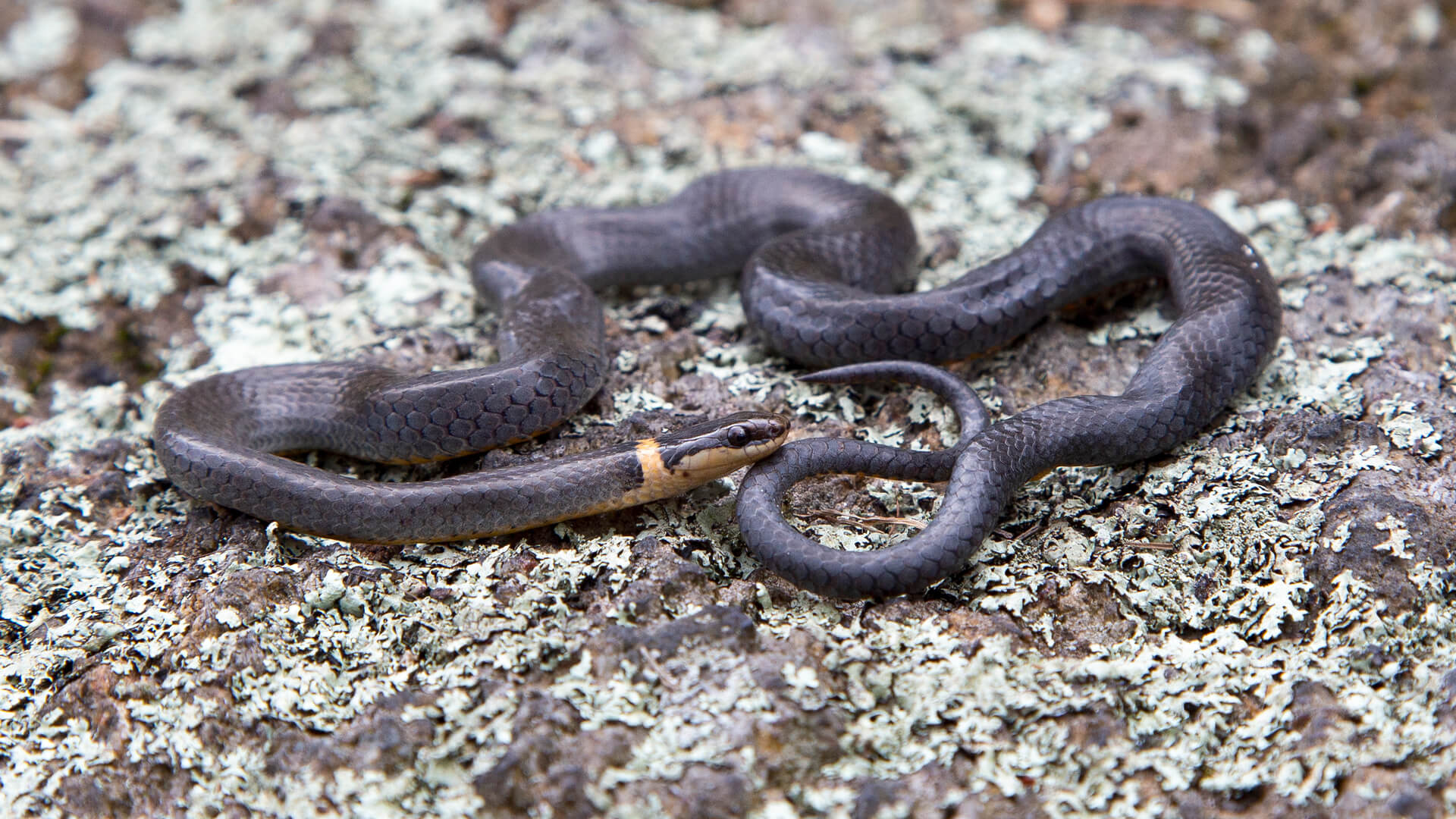 Ringneck Snake