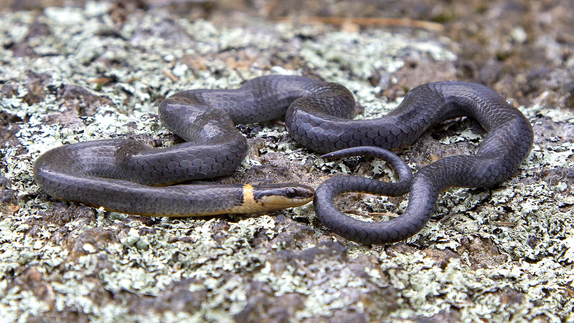 Ringneck Snake