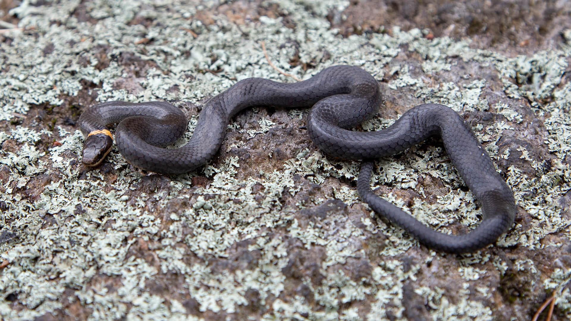Ringneck Snake