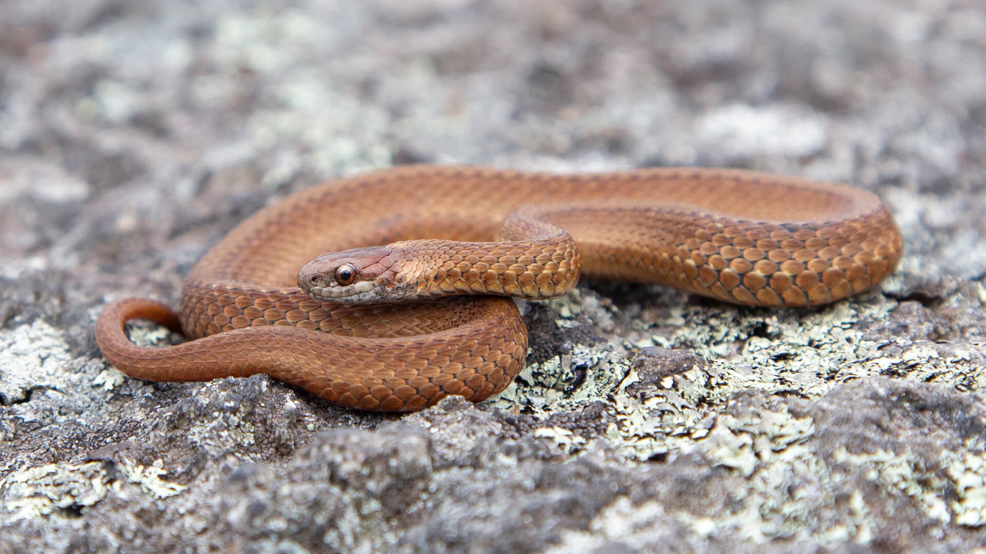 Northern Redbelly Snake