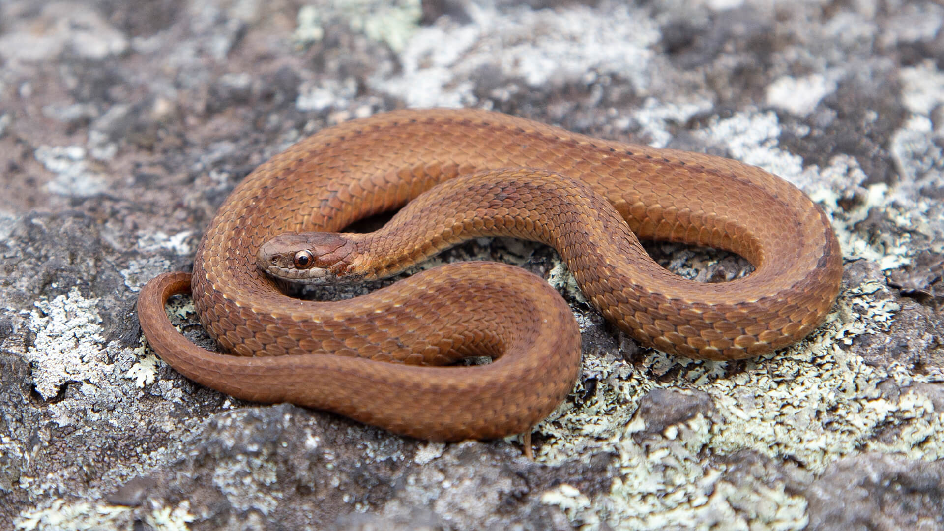 Northern Redbelly Snake