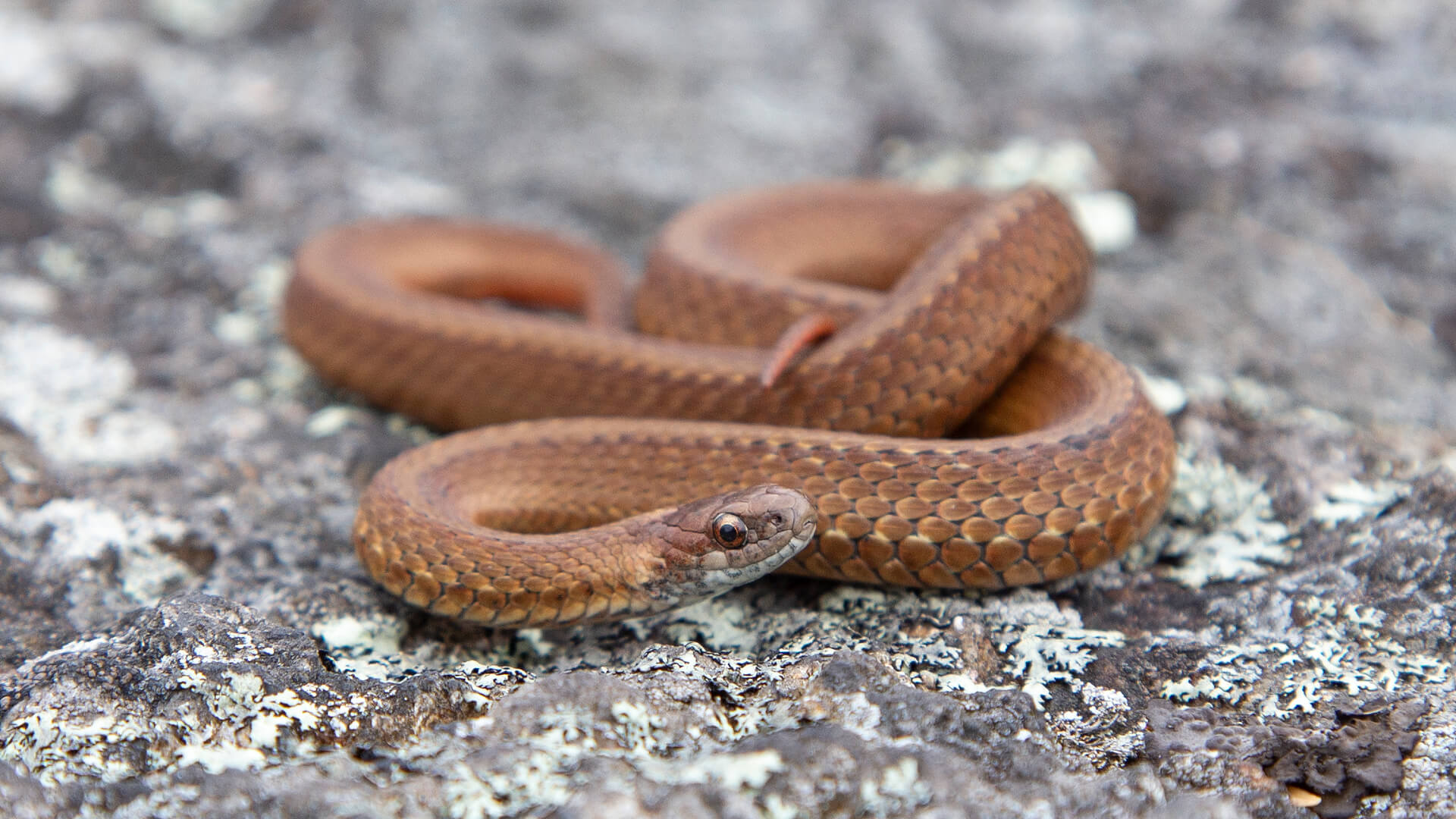 Northern Redbelly Snake