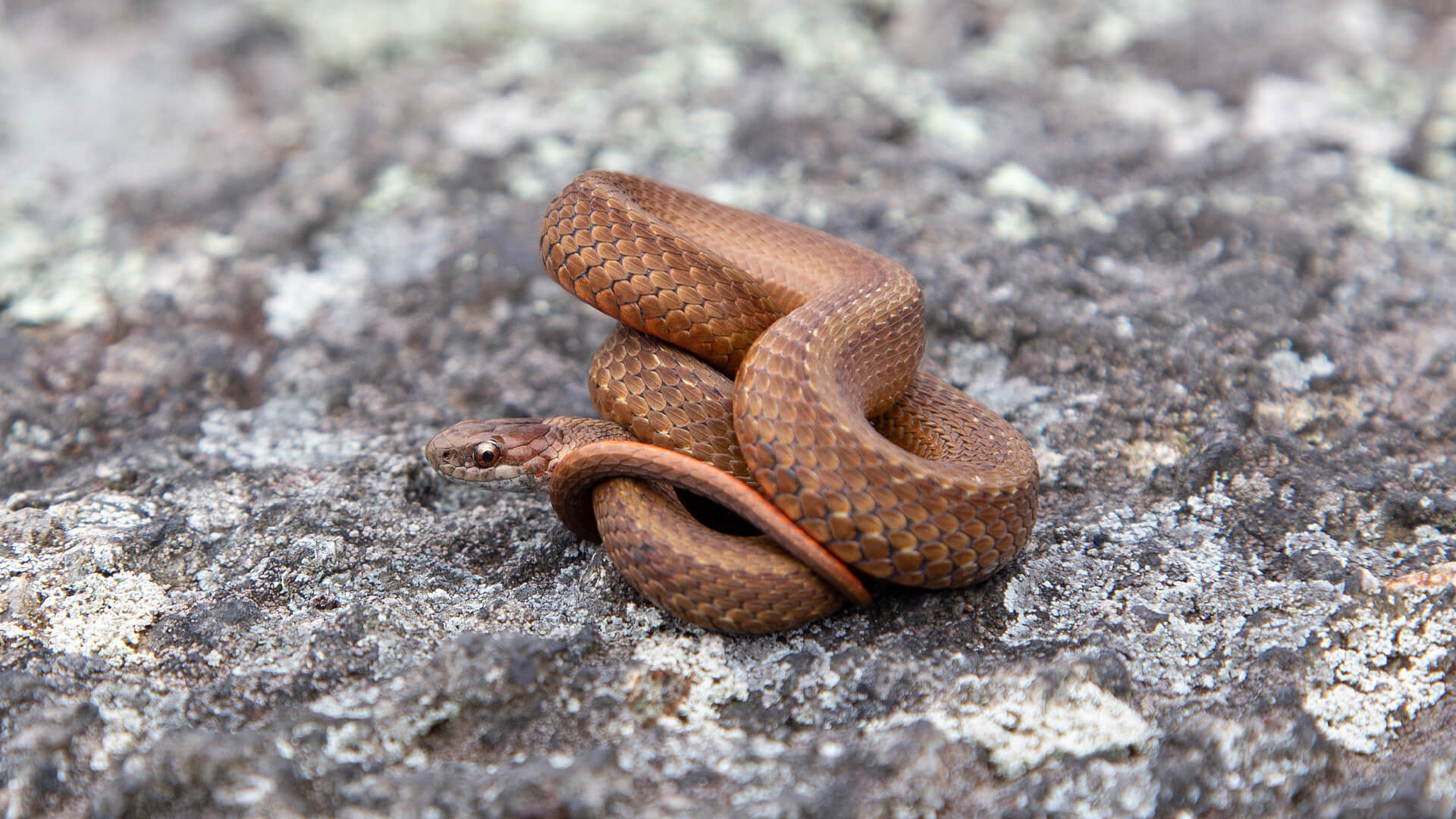 Northern Redbelly Snake