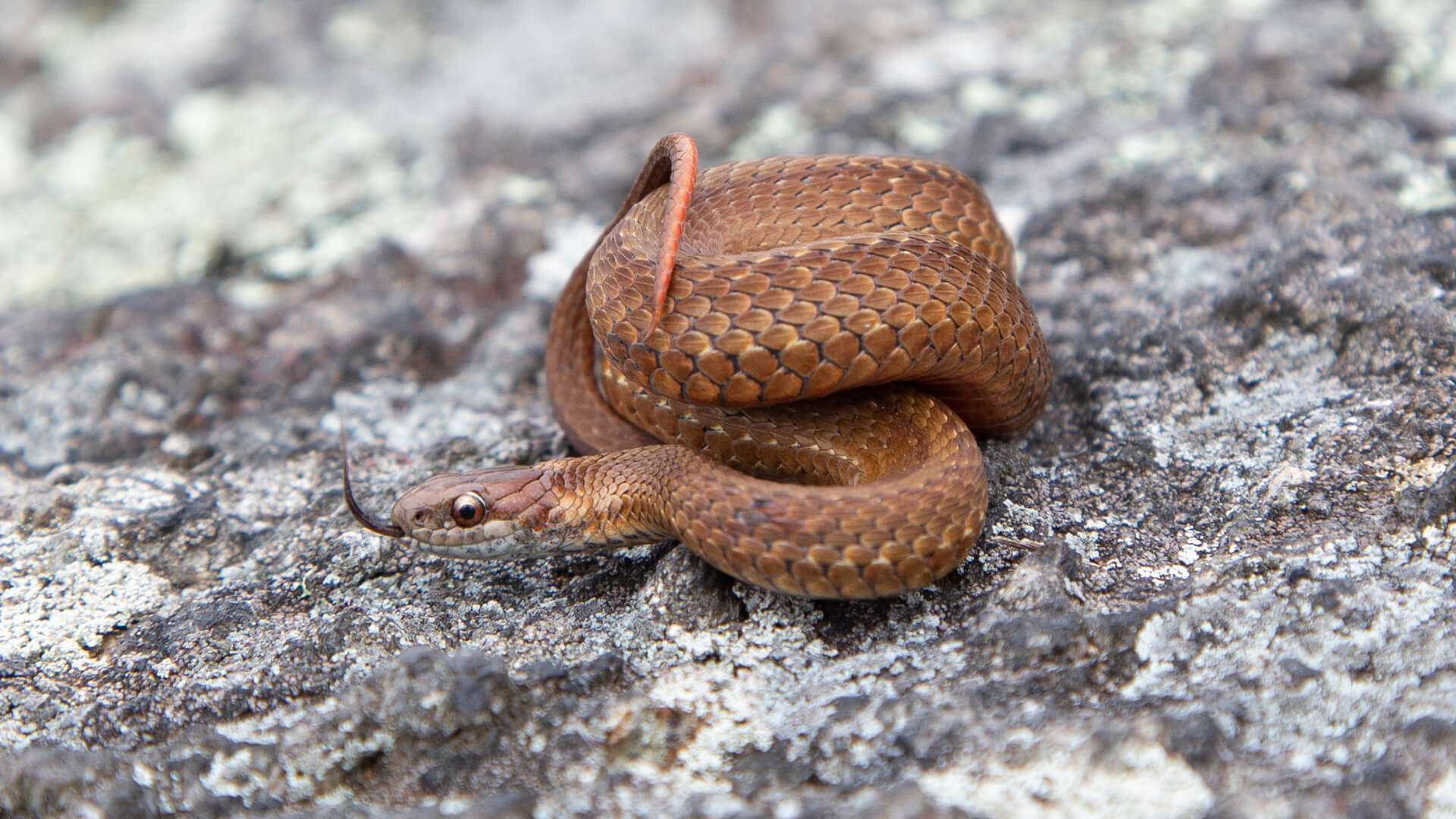 Northern Redbelly Snake