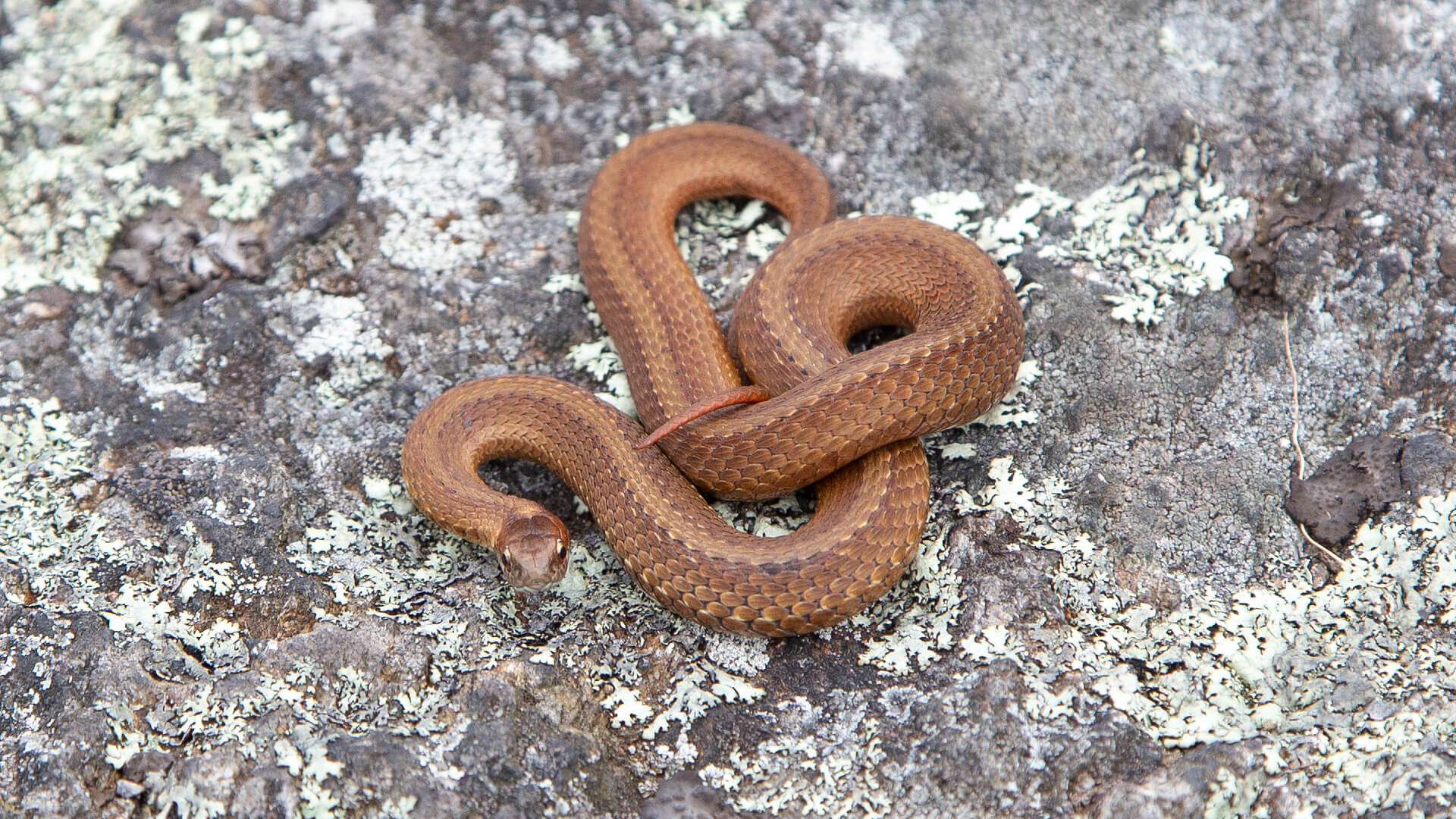 Northern Redbelly Snake