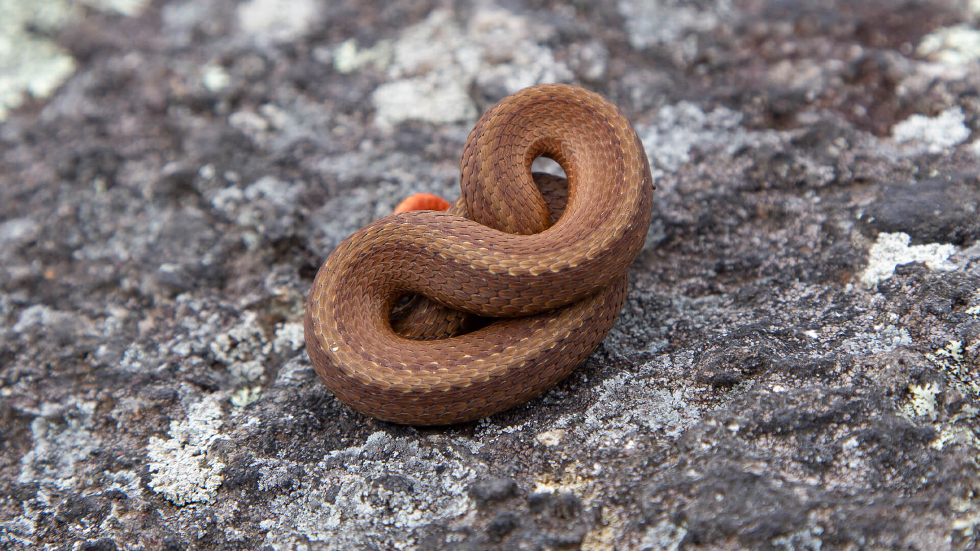 Northern Redbelly Snake