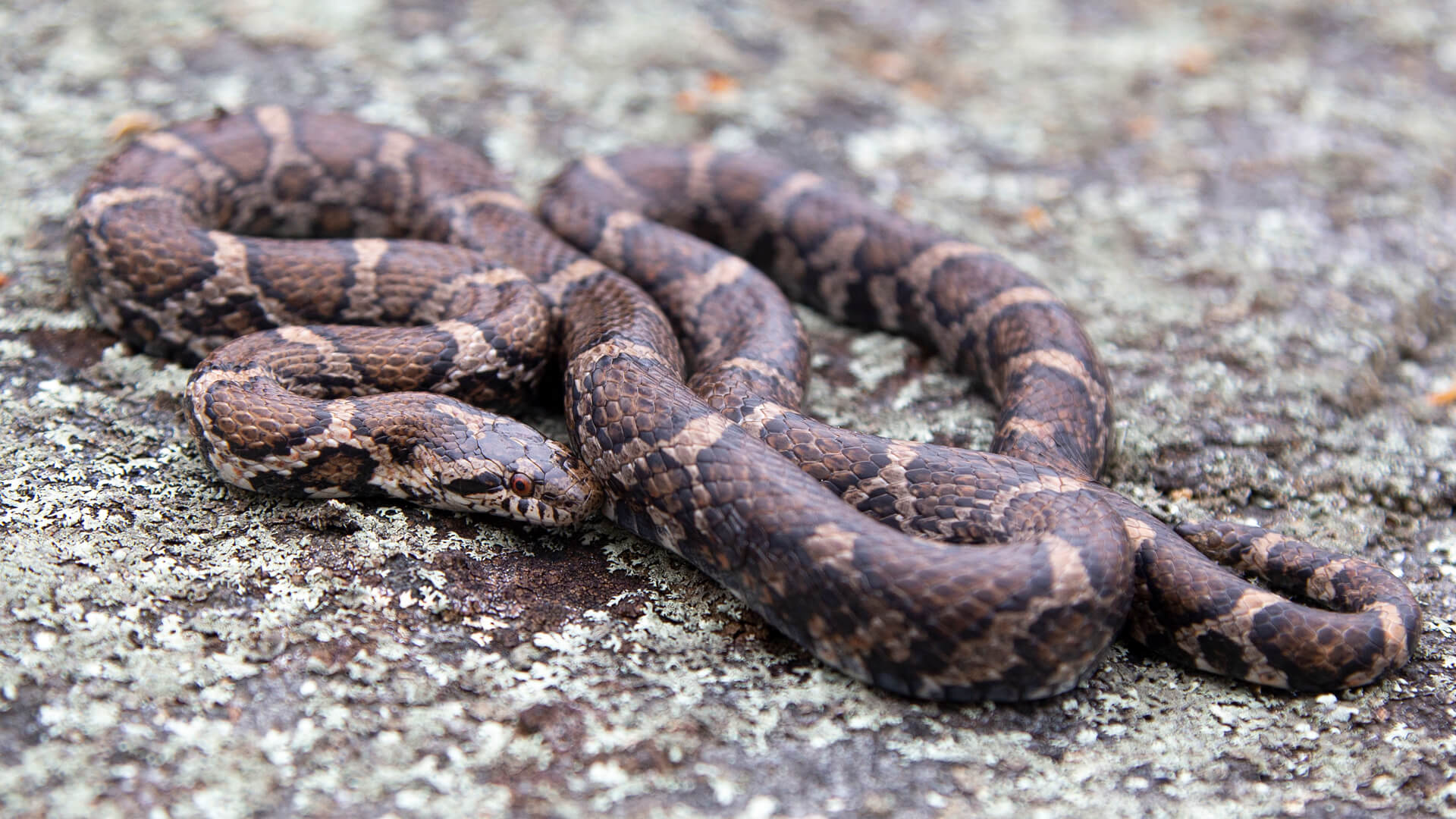 Eastern Milk Snake