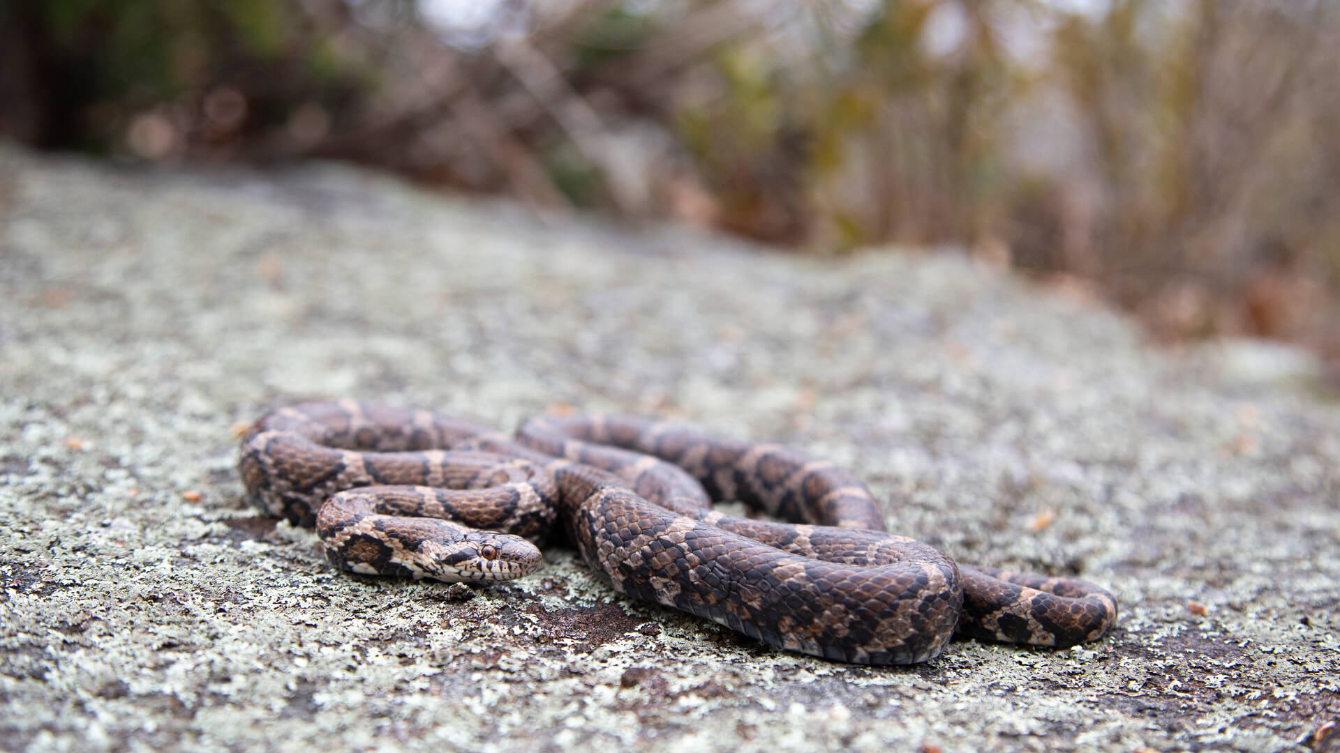Eastern Milk Snake