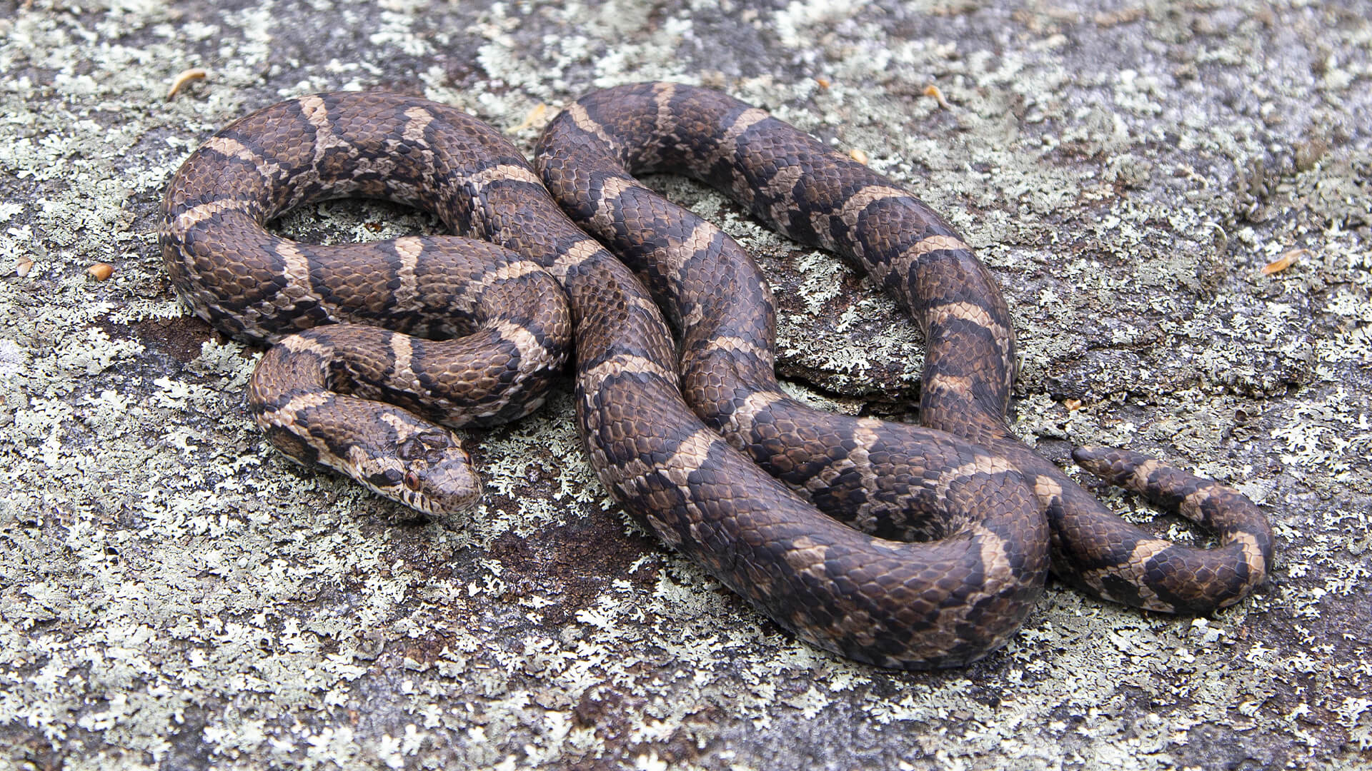 Eastern Milk Snake