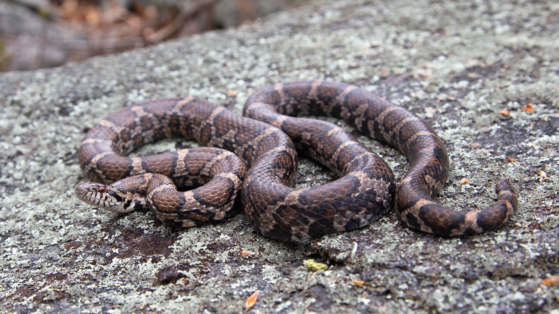 Eastern Milk Snake