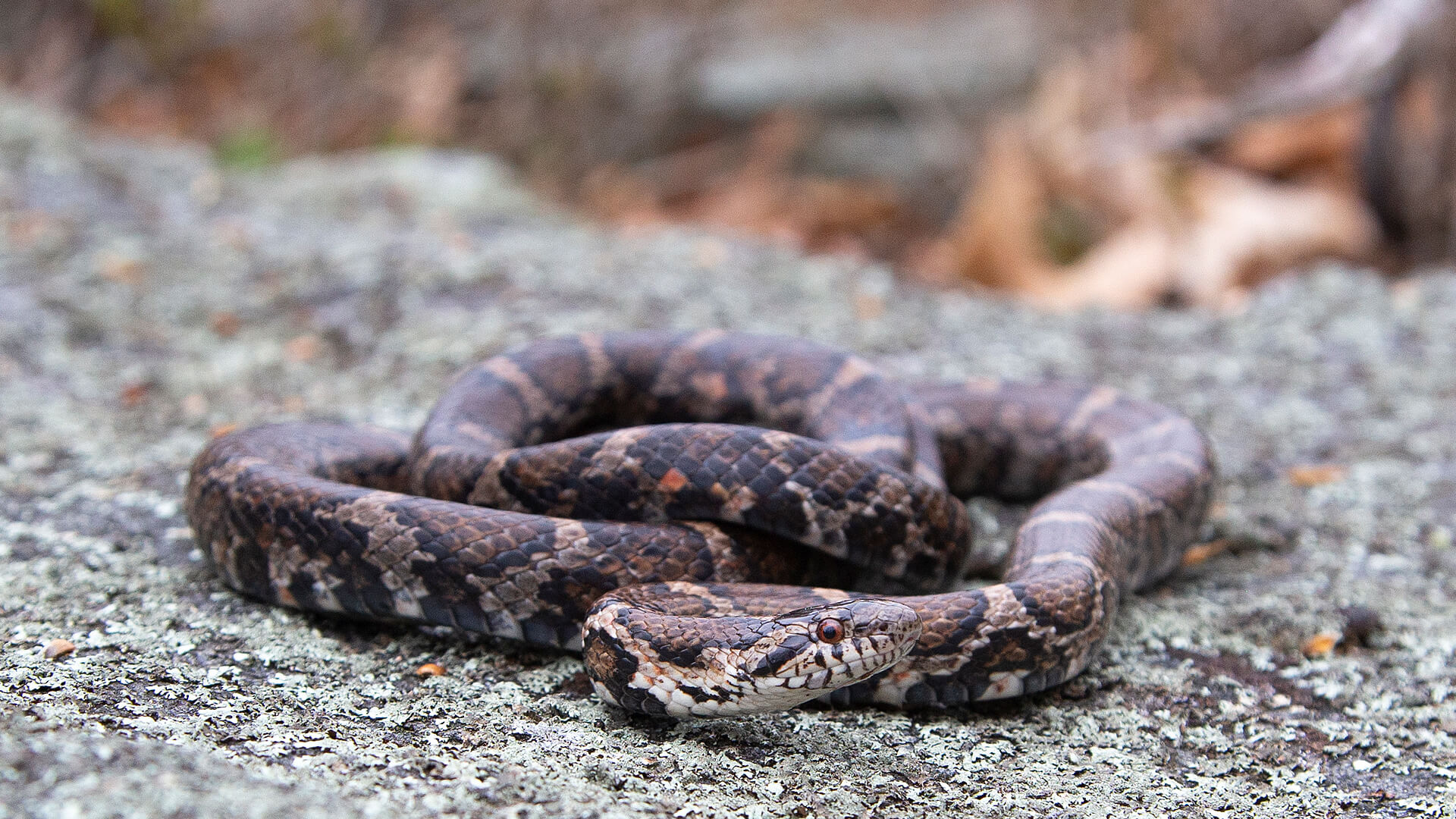 Eastern Milk Snake