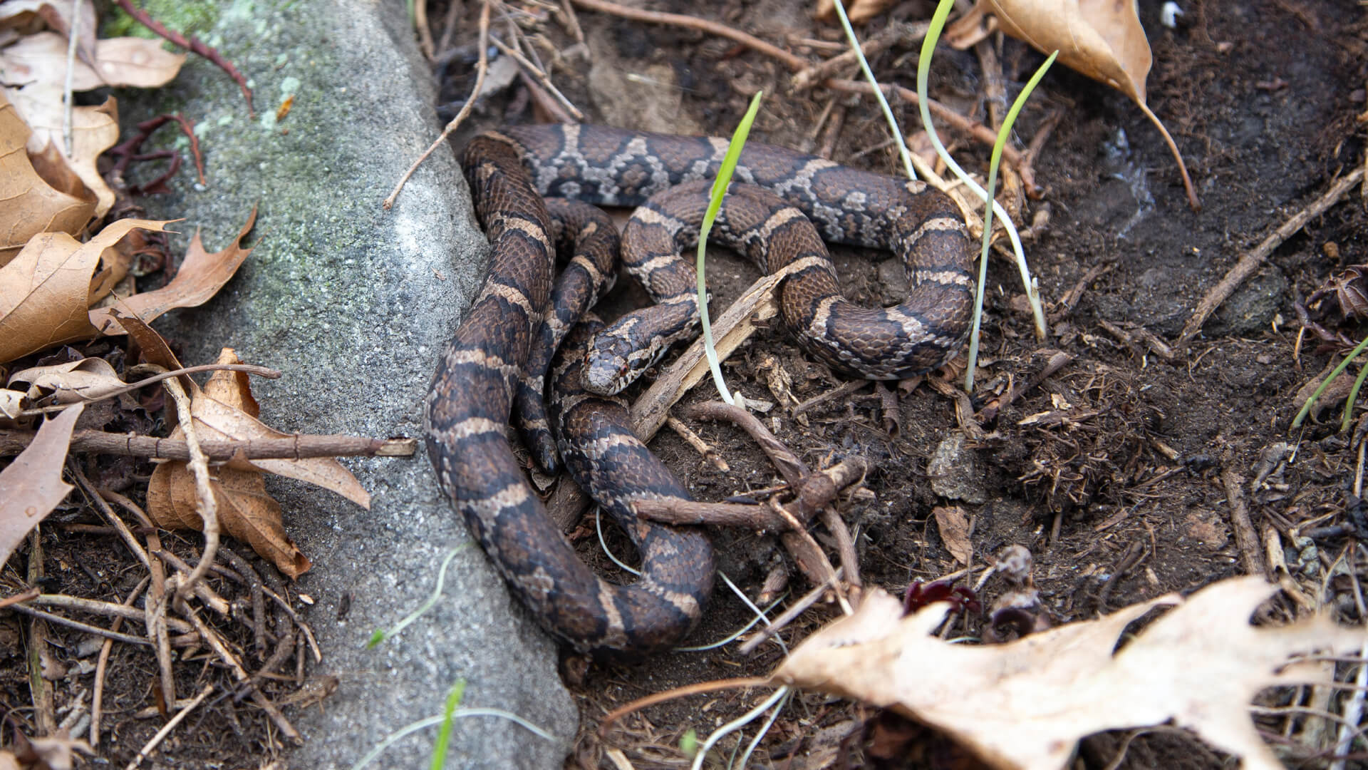 Eastern Milk Snake in situ