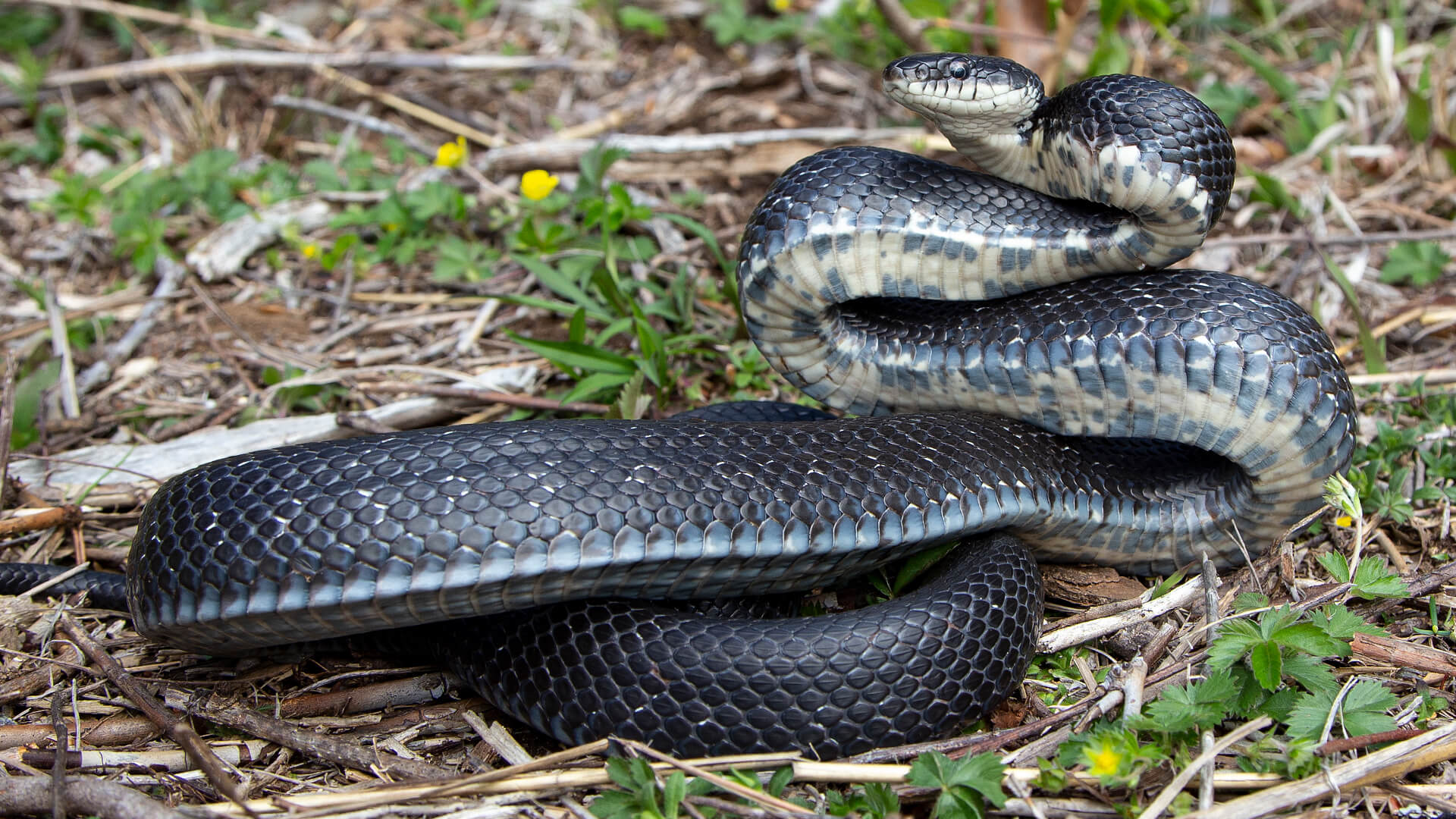 Eastern Rat Snake
