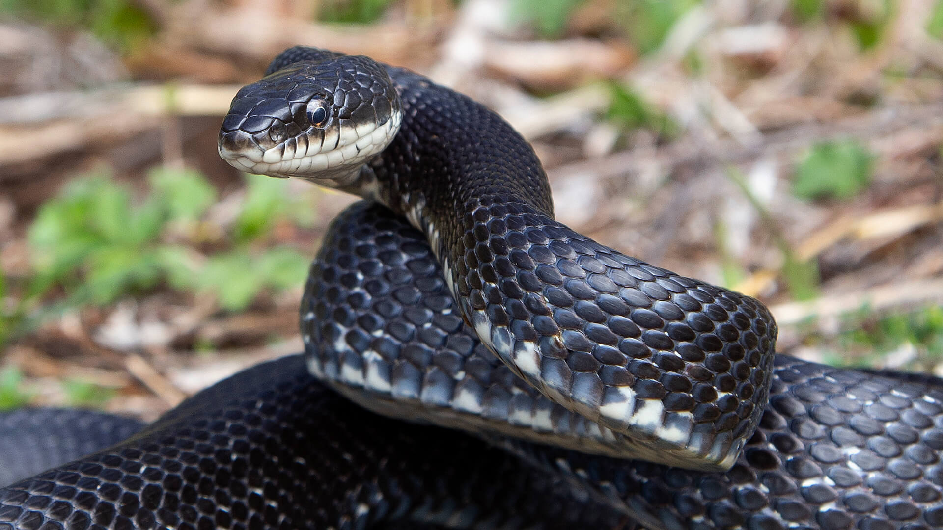 Eastern Rat Snake