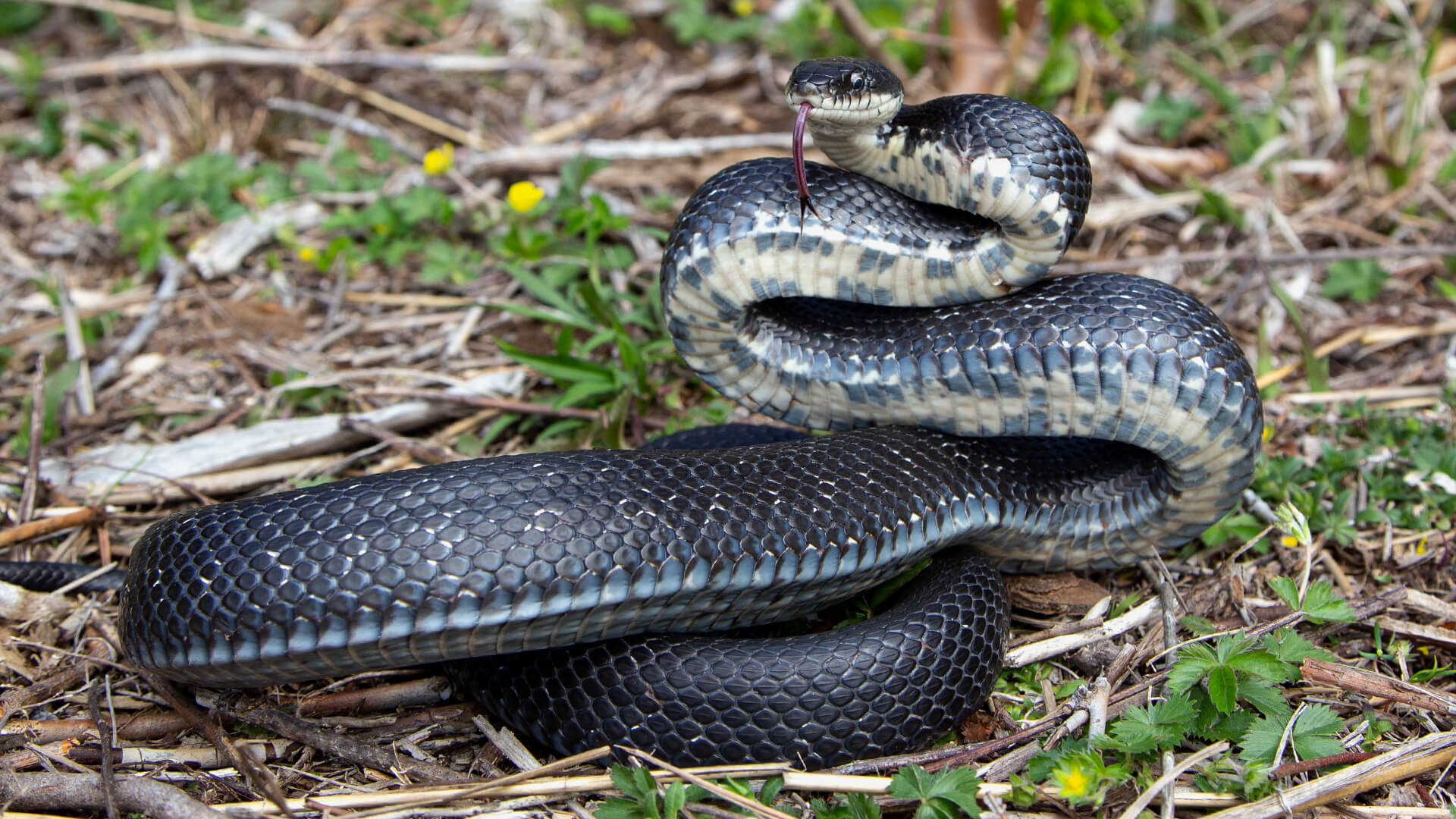 Eastern Rat Snake