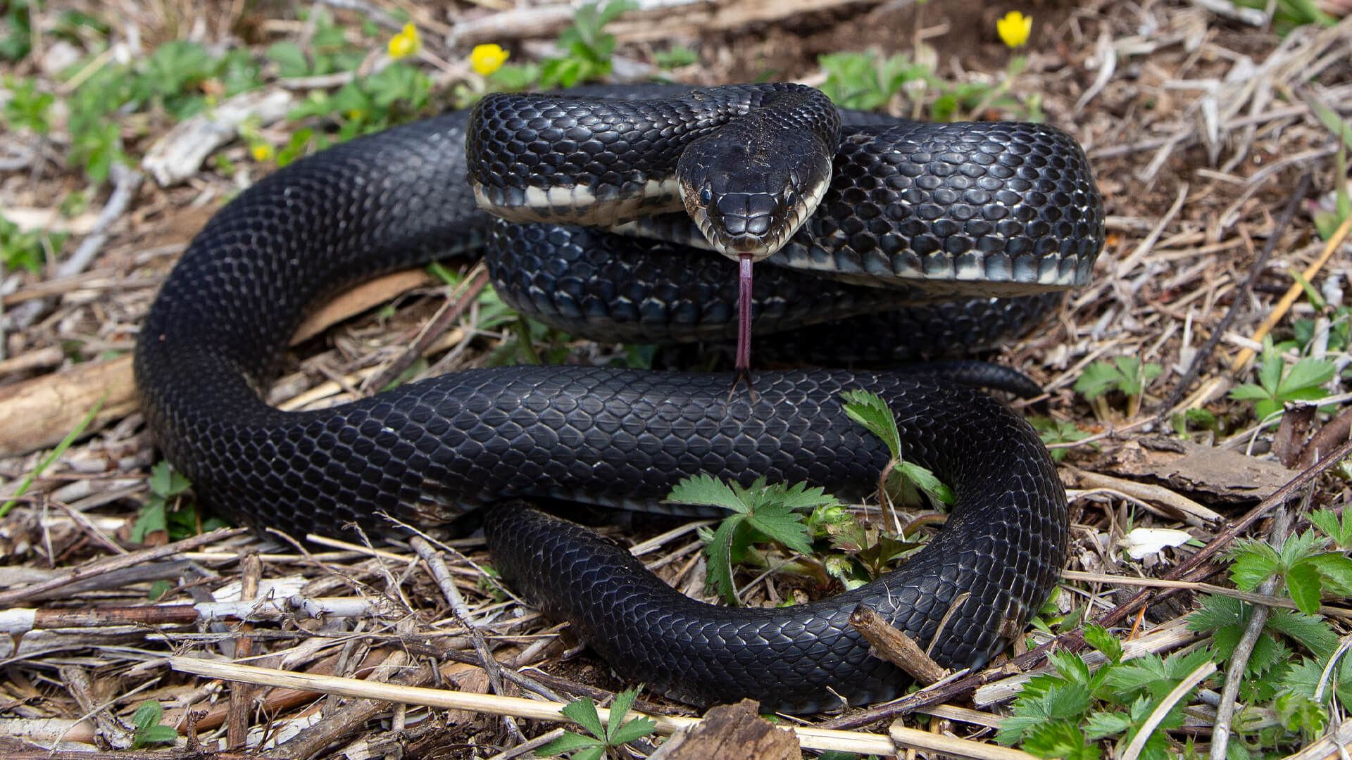 Eastern Rat Snake